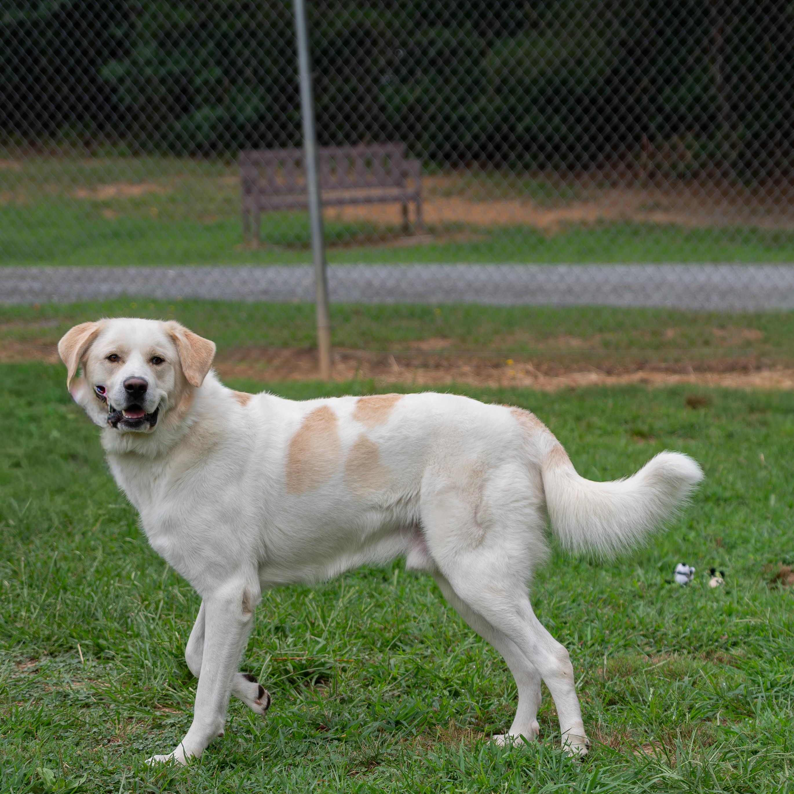 Tigger, Adoptable, Adult Male Anatolian Shepherd.