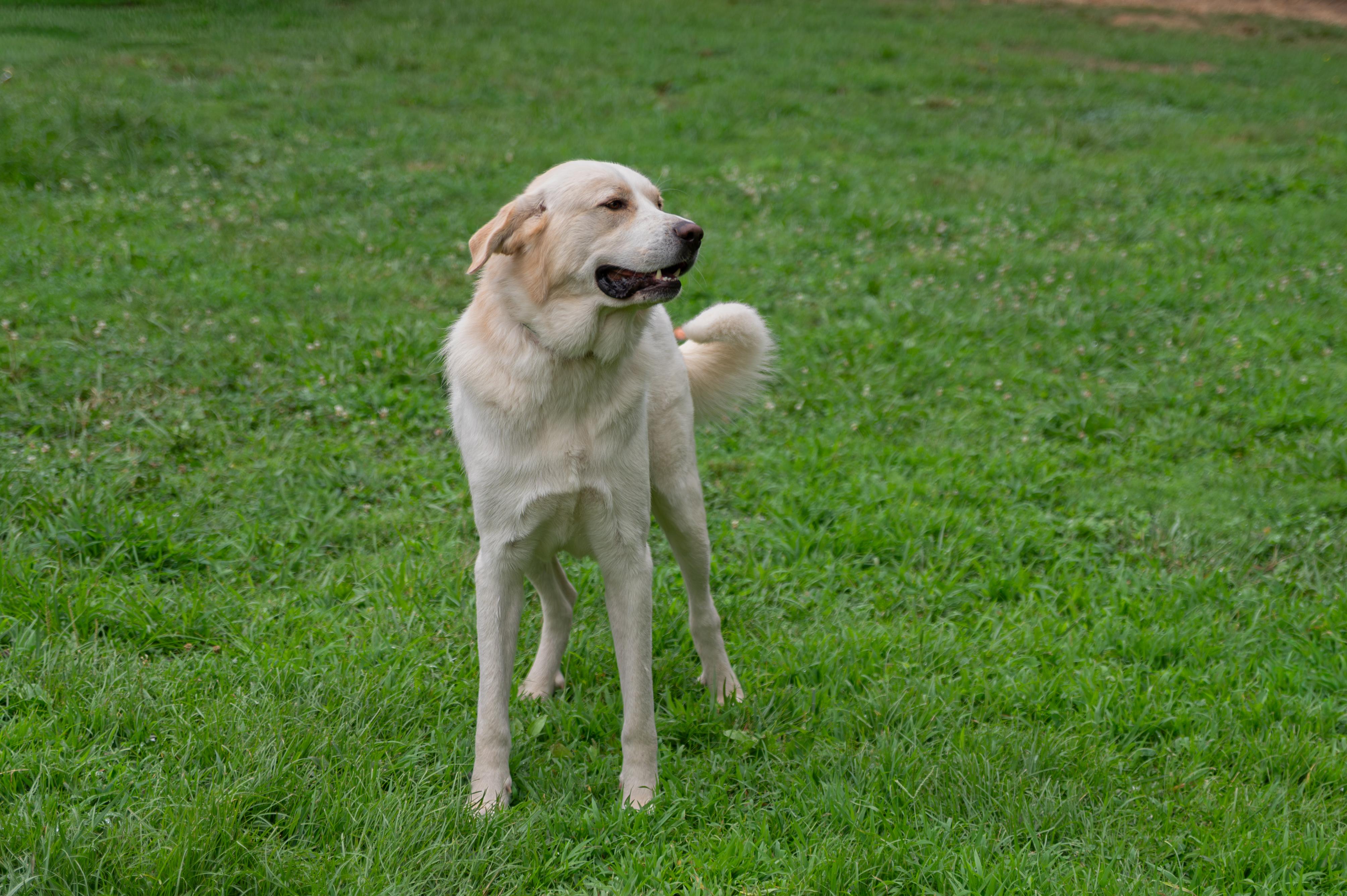 Enlarge Tigger, a Adoptable mixed breed in Orange, VA image 2/6