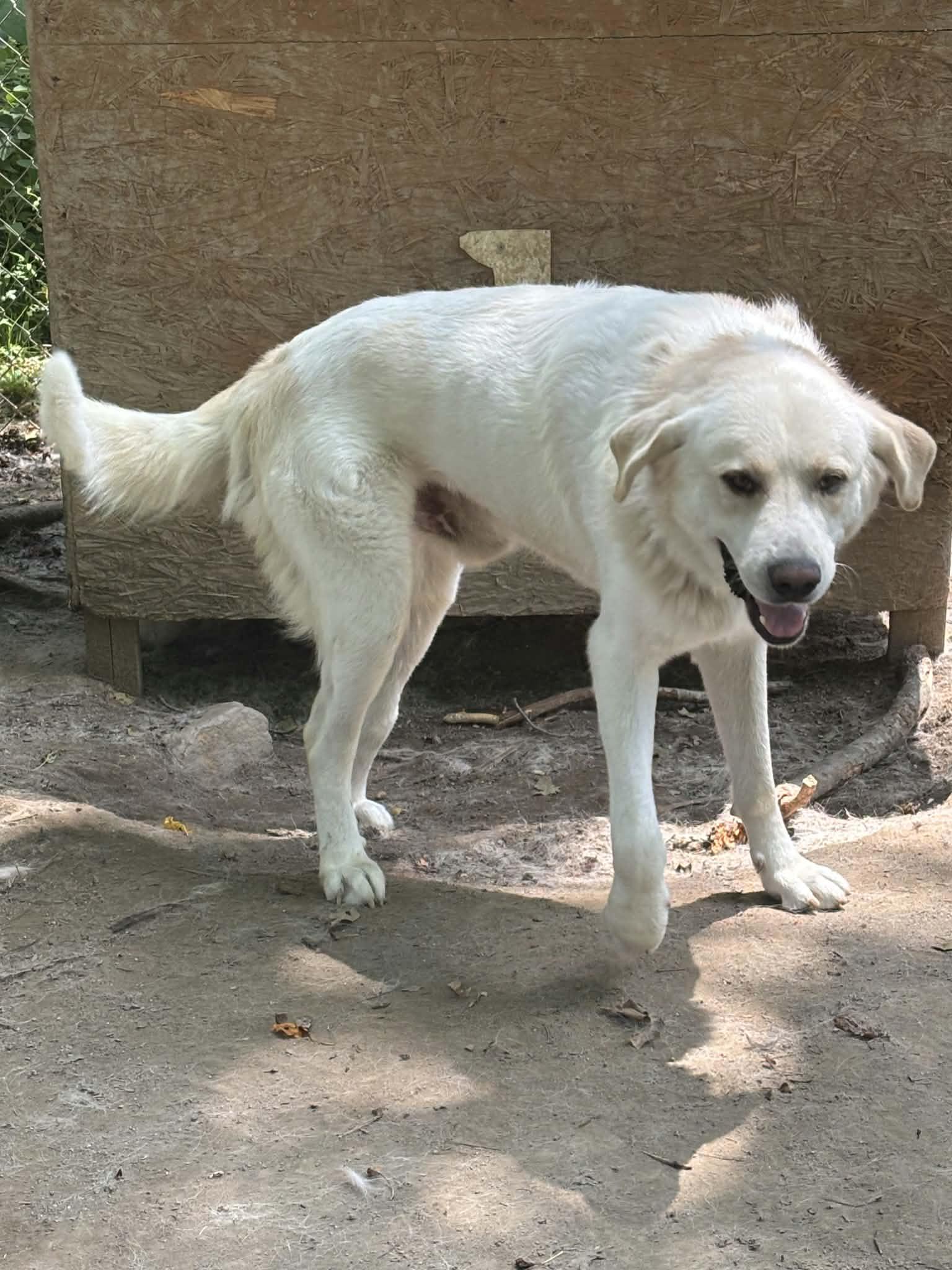 Enlarge Tigger, a Adoptable mixed breed in Orange, VA image 5/6