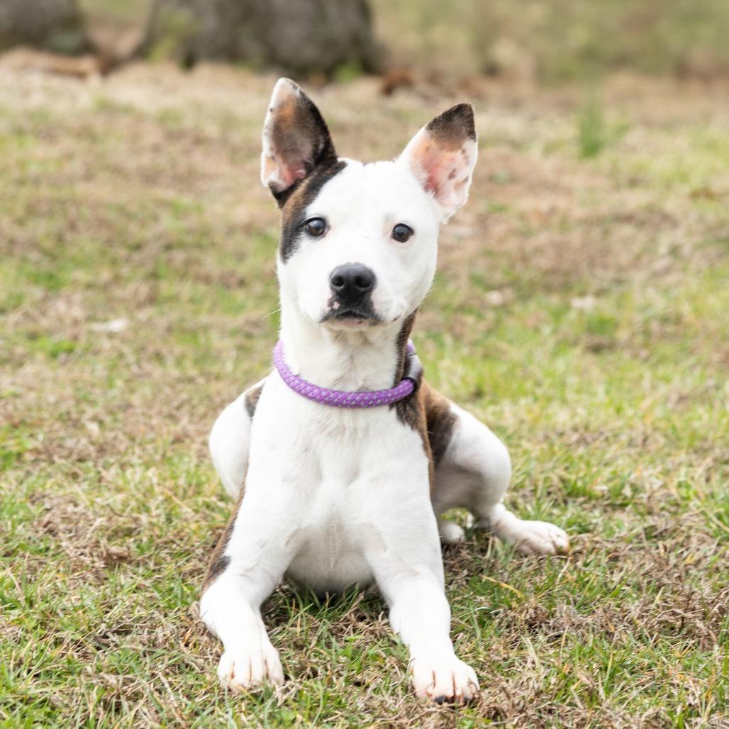 Enlarge Daisy, a ADOPTABLE Mixed Breed in Cape Girardeau, MO image 2/2