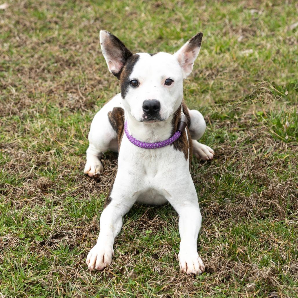 Enlarge Daisy, a ADOPTABLE Mixed Breed in Cape Girardeau, MO image 1/2