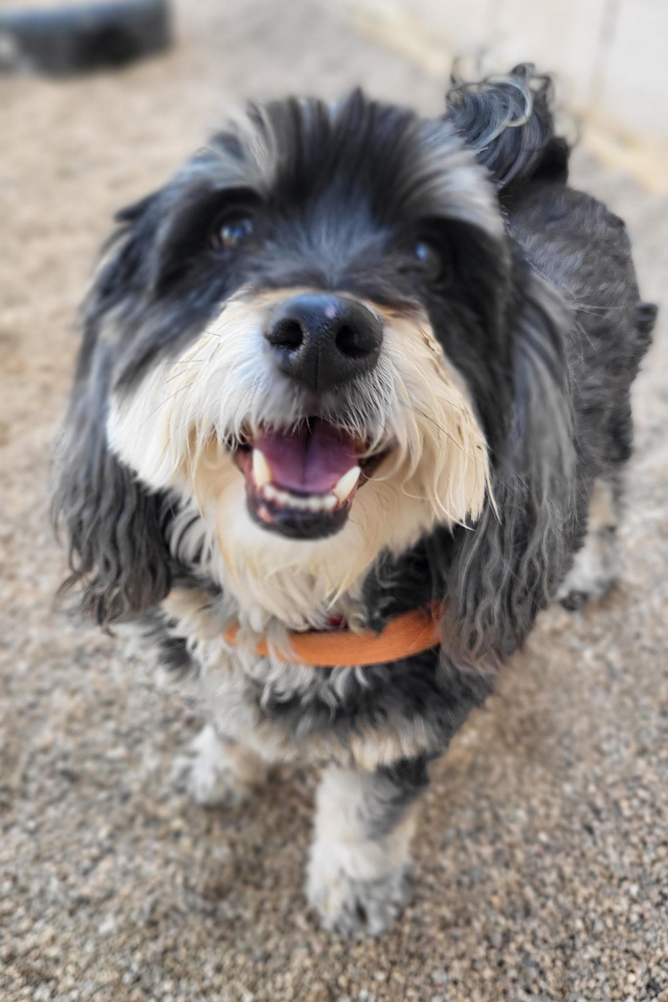 Enlarge CHAZ & KAI, an adoptable mixed breed in Phoenix, AZ image 5/6