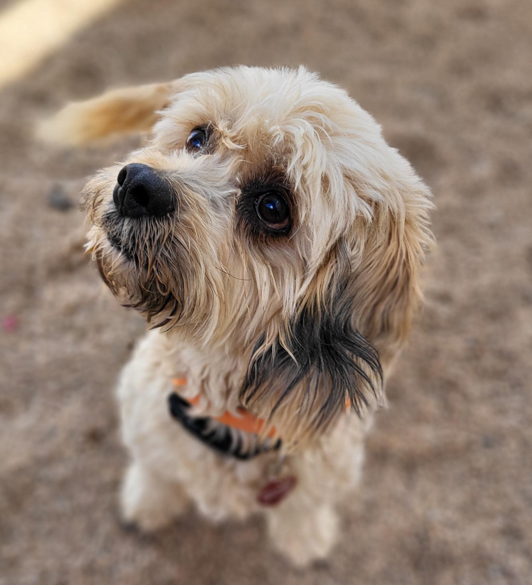 Enlarge CHAZ & KAI, an adoptable mixed breed in Phoenix, AZ image 4/6