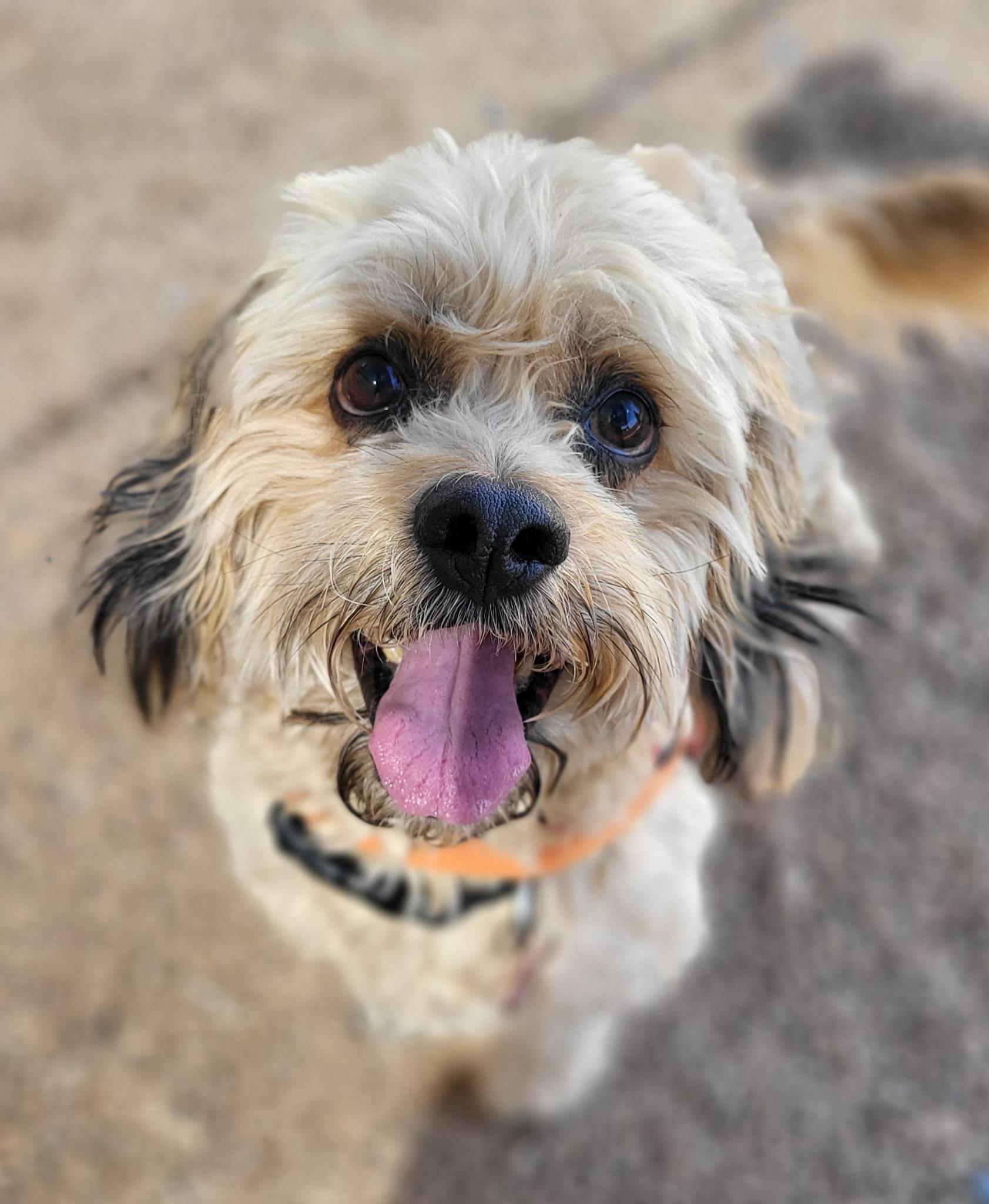 Enlarge CHAZ & KAI, an adoptable mixed breed in Phoenix, AZ image 3/6