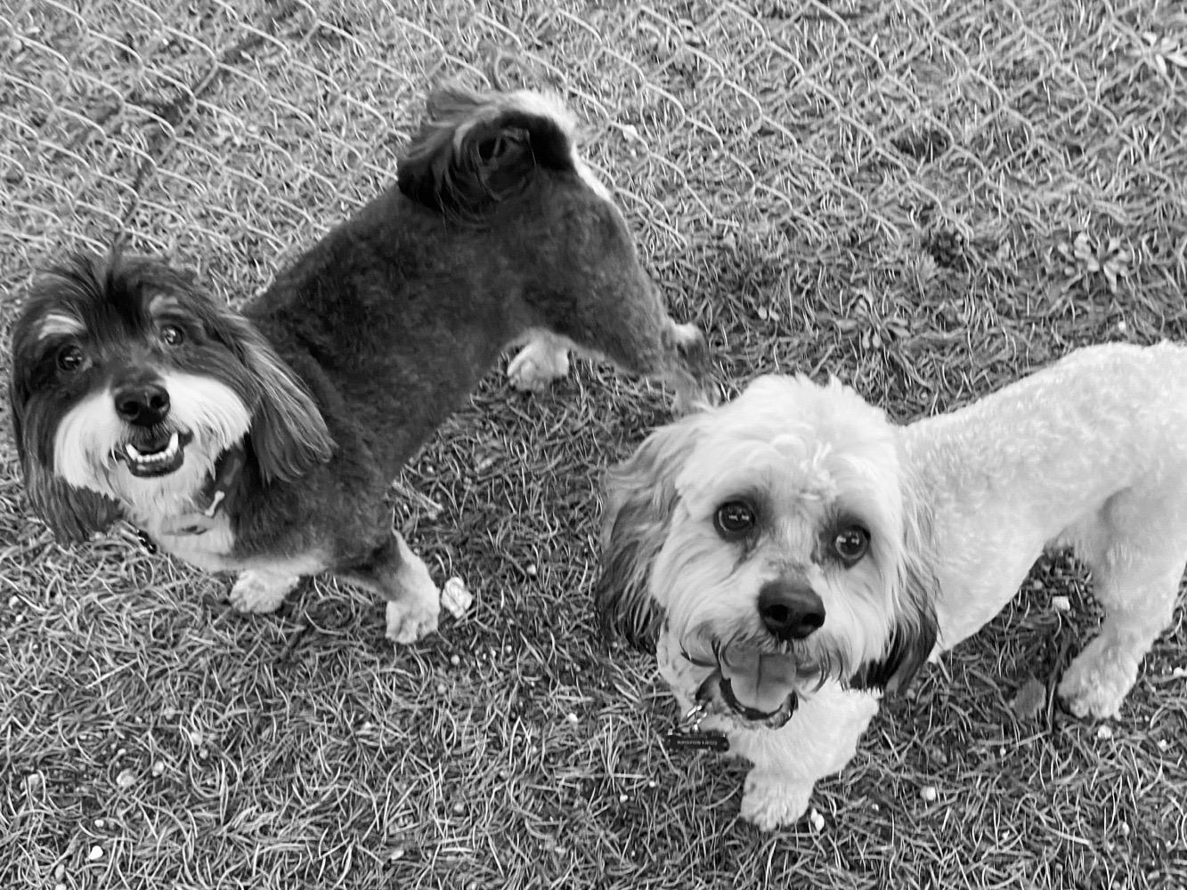 Enlarge CHAZ & KAI, an adoptable mixed breed in Phoenix, AZ image 1/6