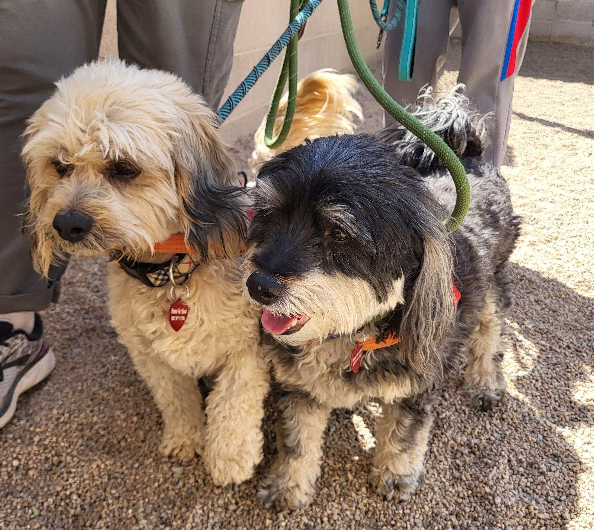 Enlarge CHAZ & KAI, an adoptable mixed breed in Phoenix, AZ image 2/6