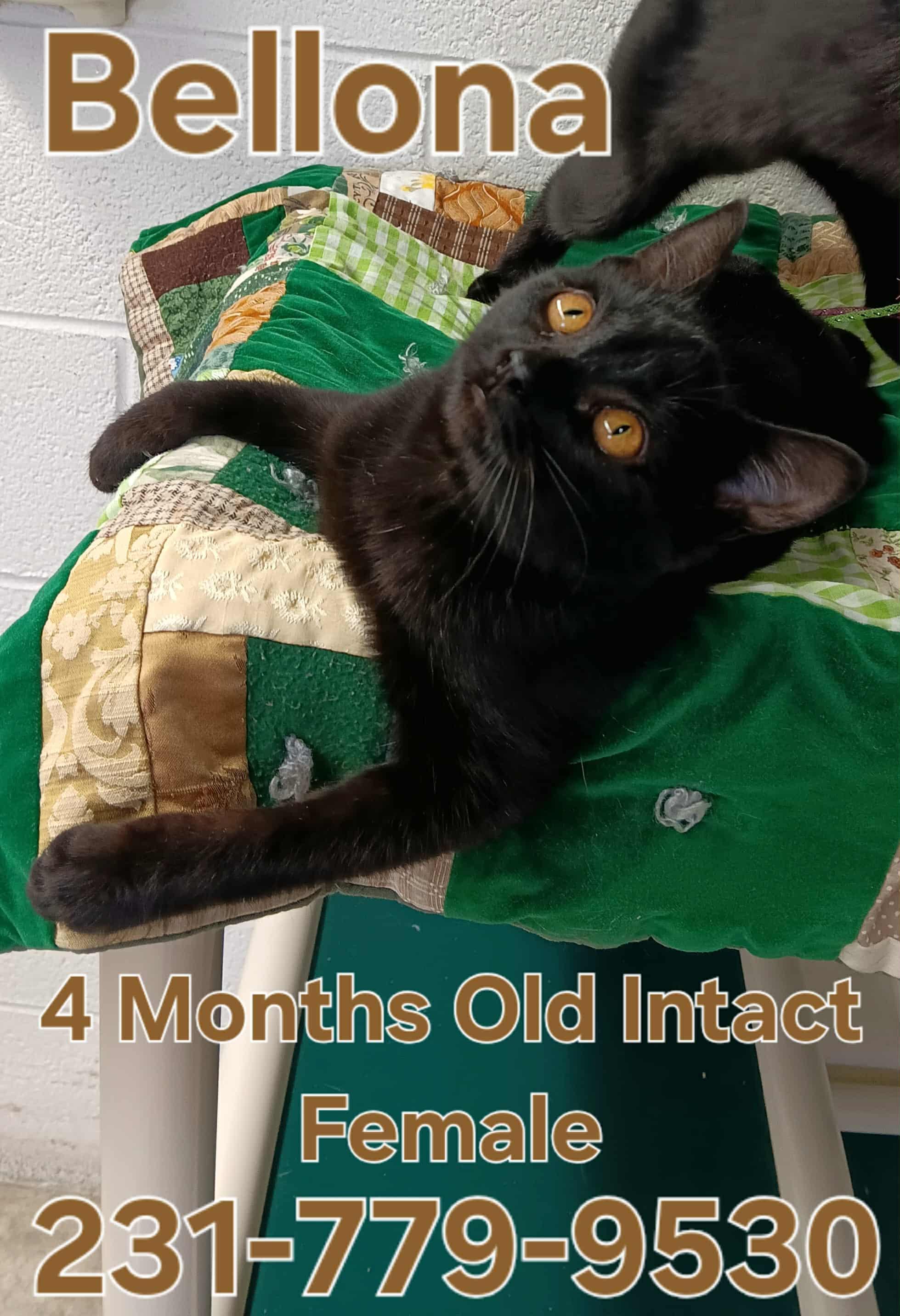 BELLONA, Adoptable, Young Female Domestic Short Hair.