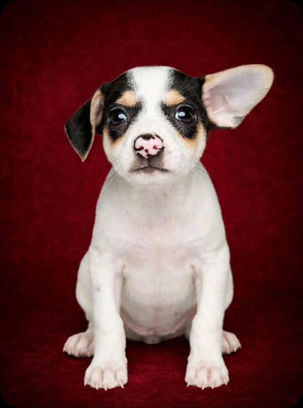Mouse, Adopted, Puppy Female Chihuahua.