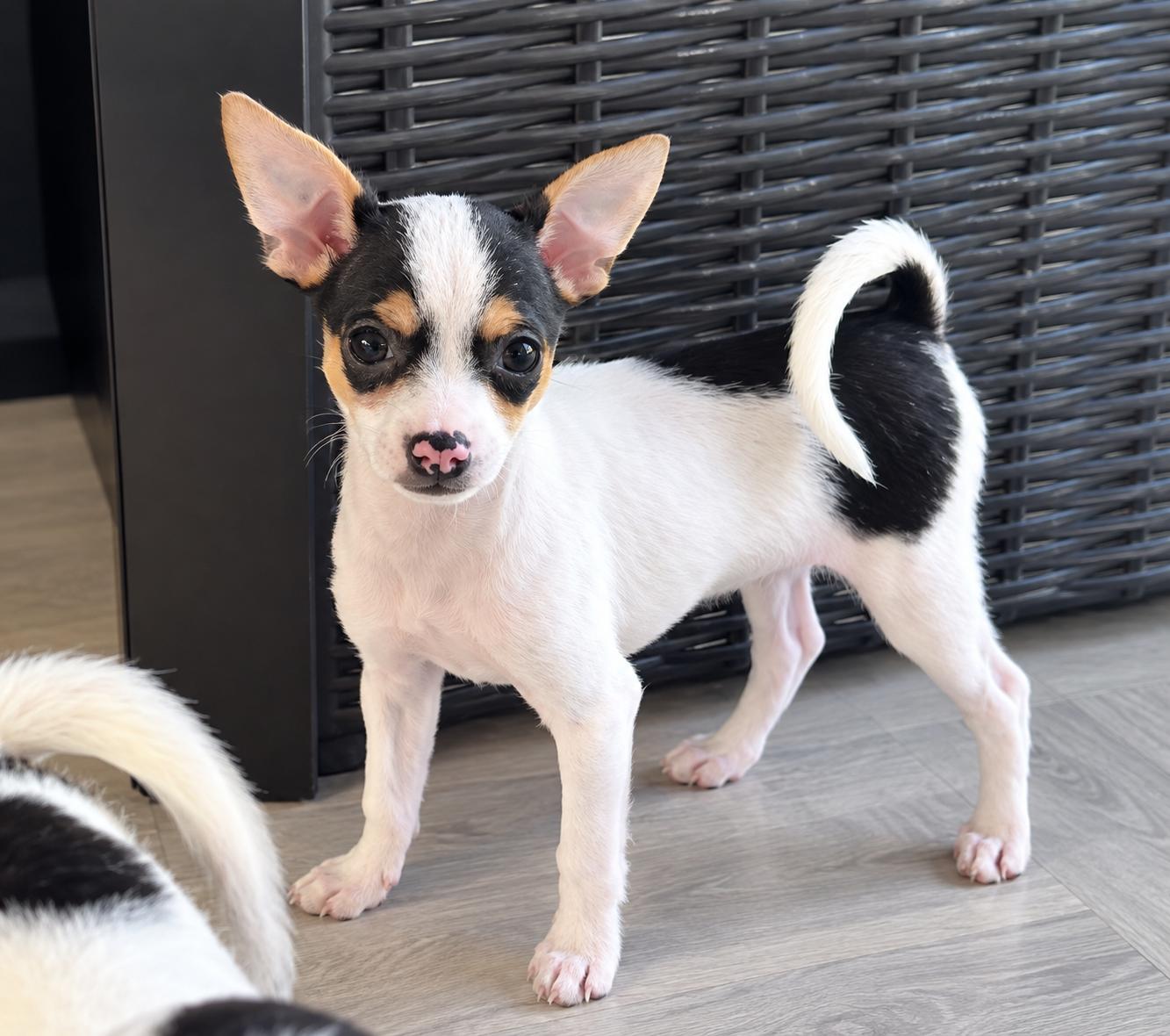 Enlarge Mouse, a Adopted Chihuahua in Humble, TX image 3/3