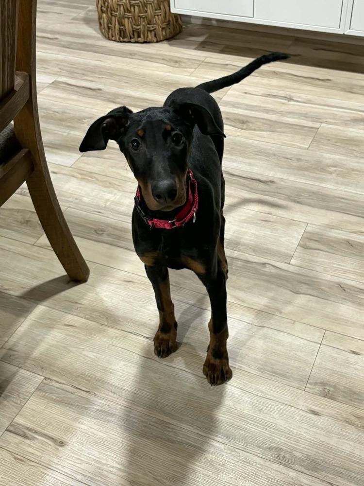 Leah, Adoptable, Puppy Female Doberman Pinscher.