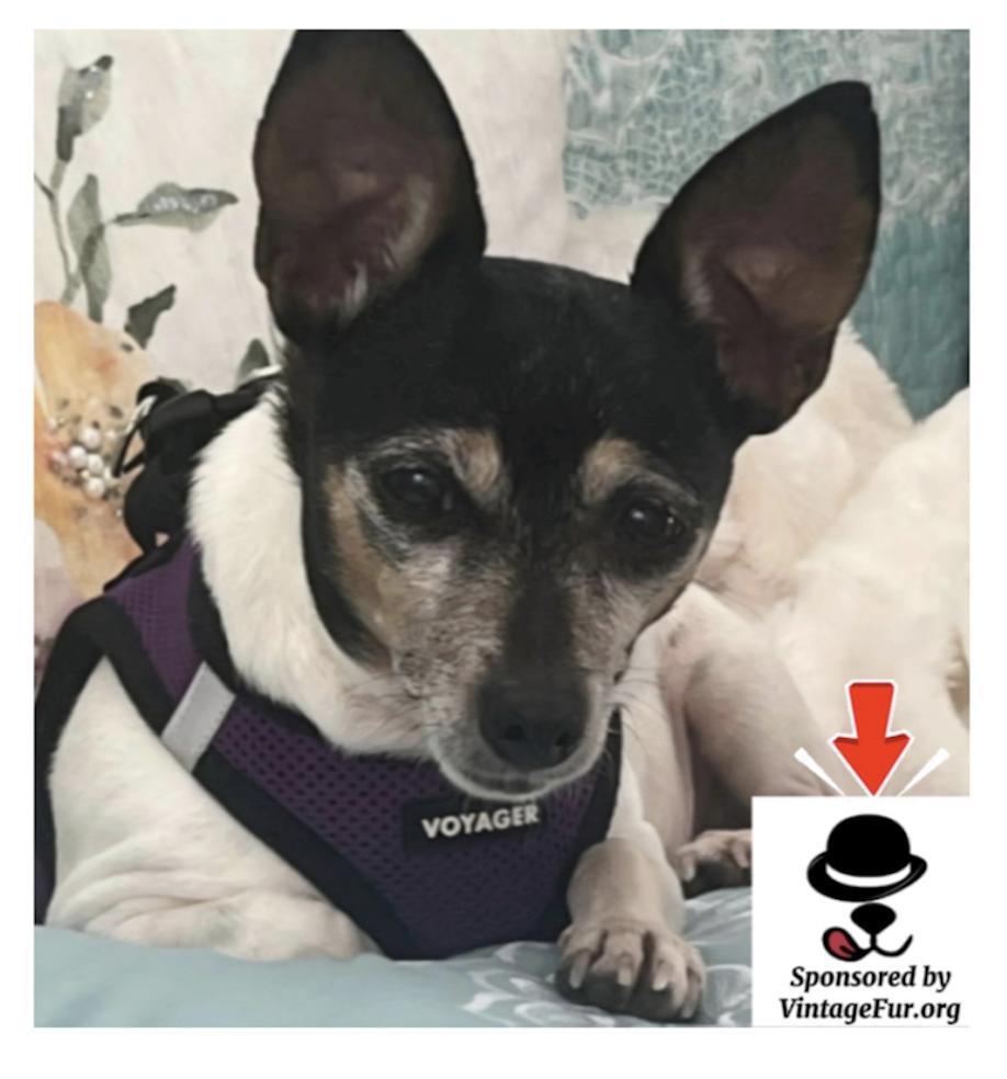 Tanzi, Adoptable, Senior Female Mixed Breed.