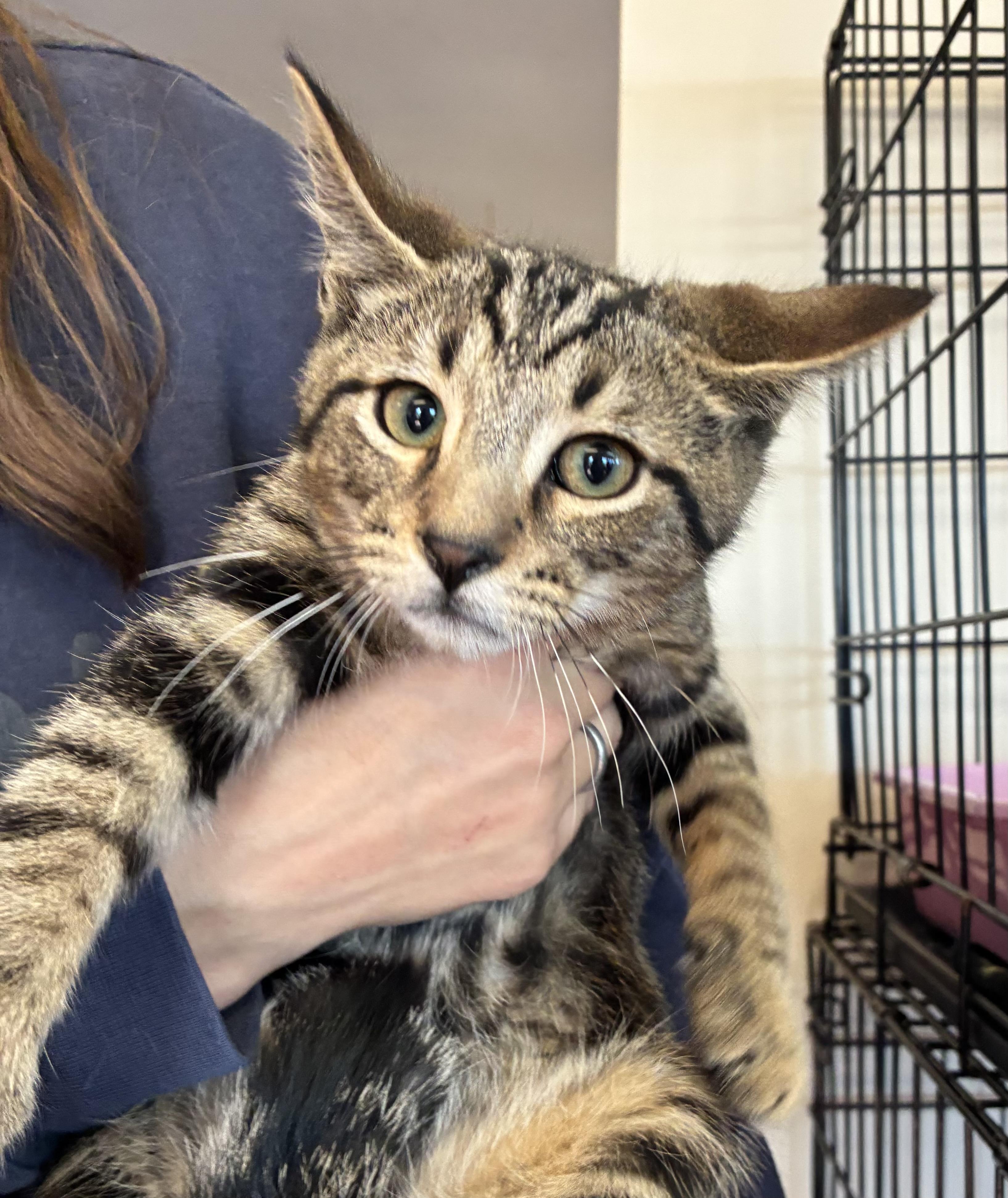 Merlin