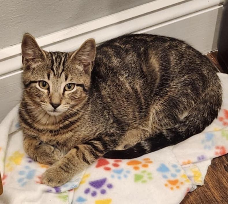 Merlin