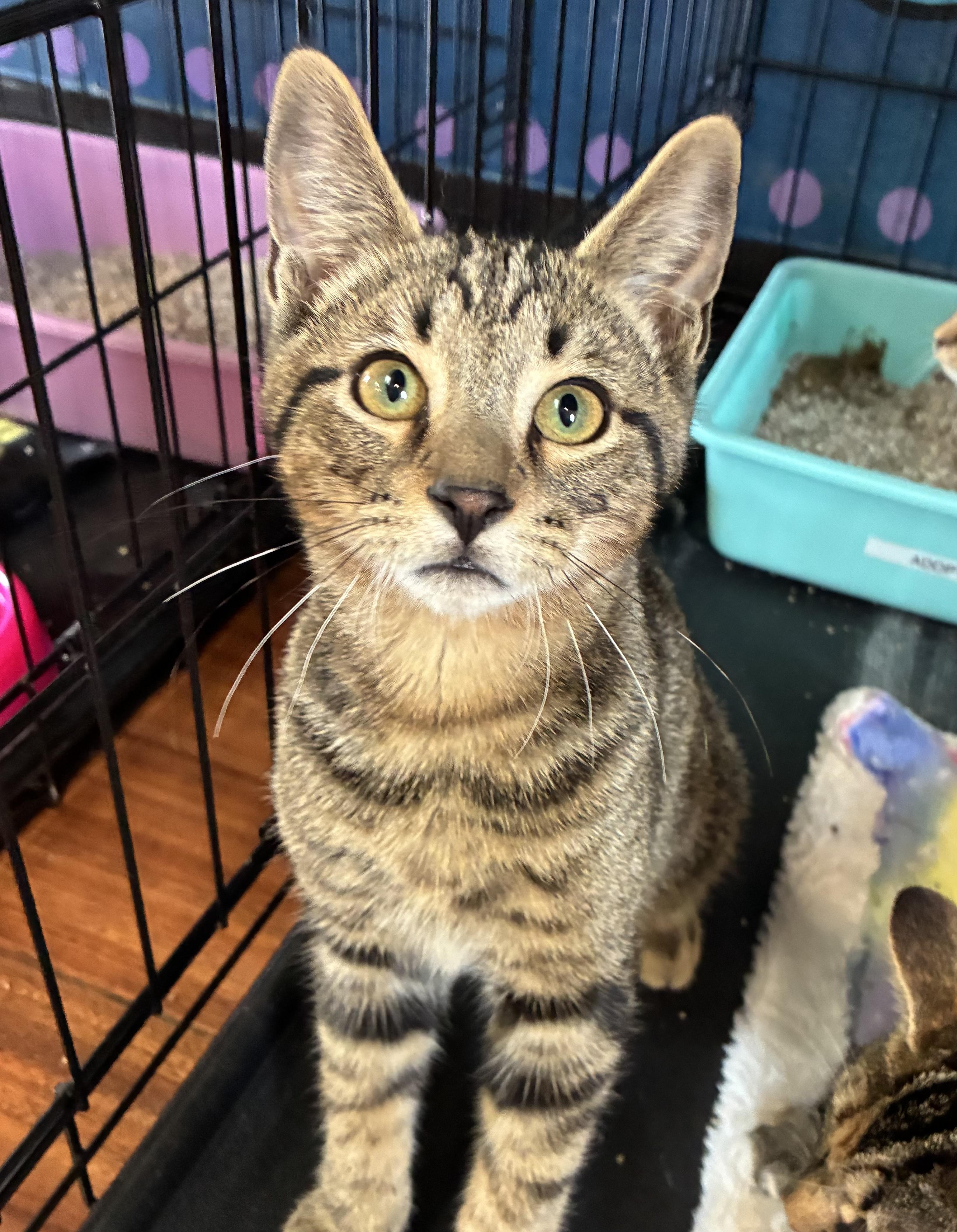 Merlin