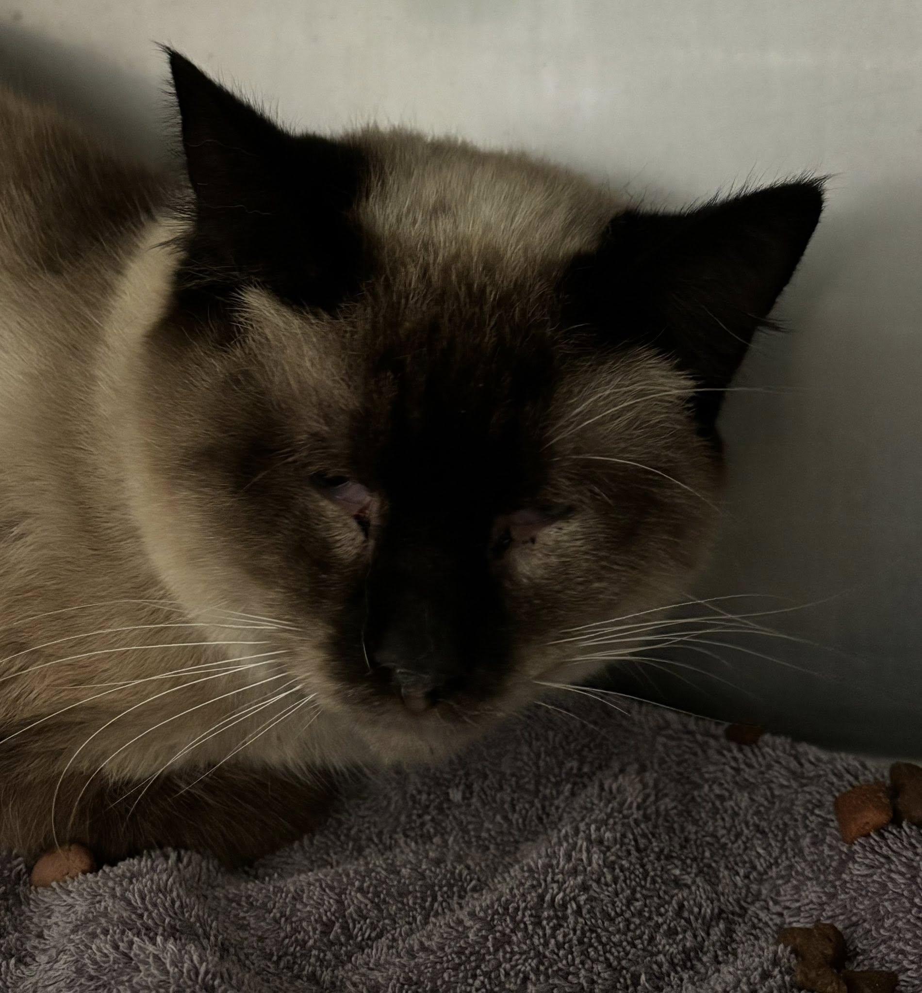 Rusty , a ADOPTABLE Siamese in Montrose, CO image 1/5