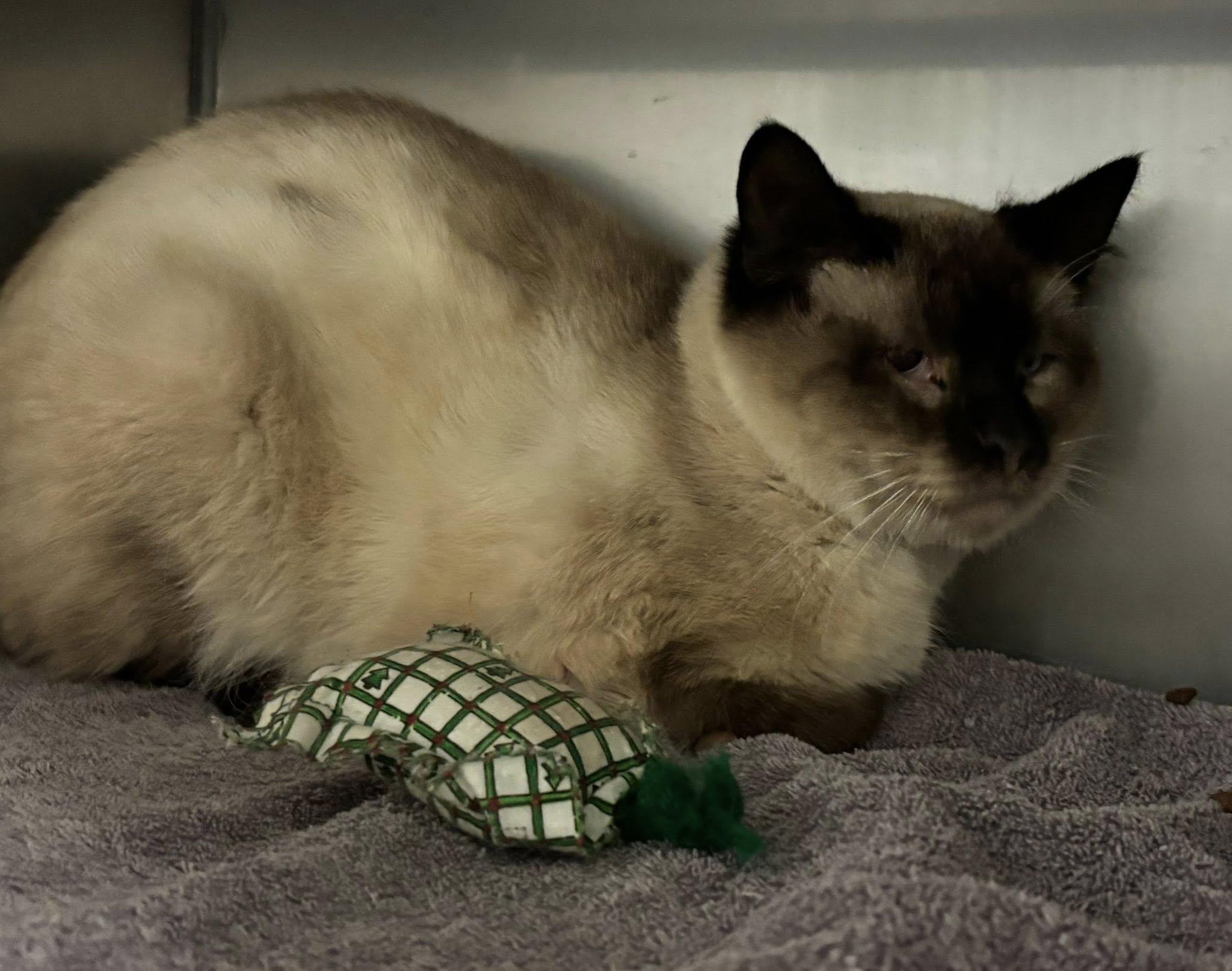Rusty , a ADOPTABLE Siamese in Montrose, CO image 3/5