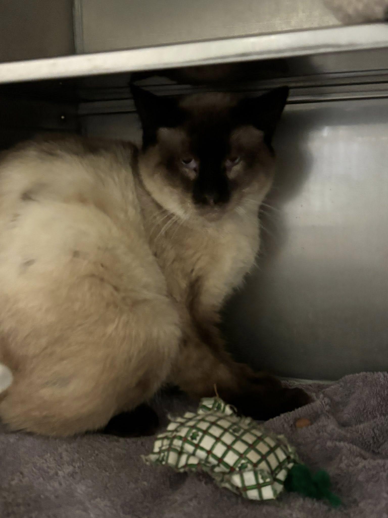 Rusty , a ADOPTABLE Siamese in Montrose, CO image 2/5