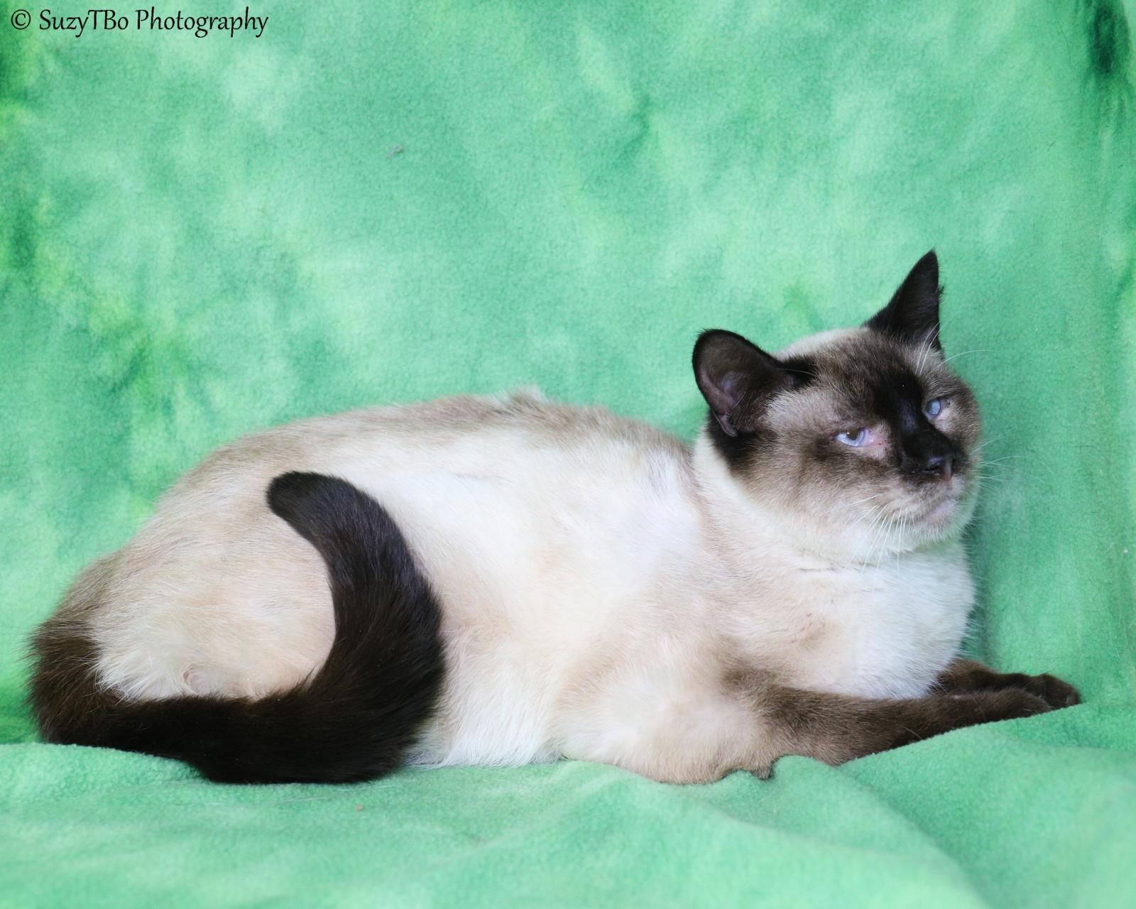 Rusty , ADOPTABLE, Adult Male Siamese.