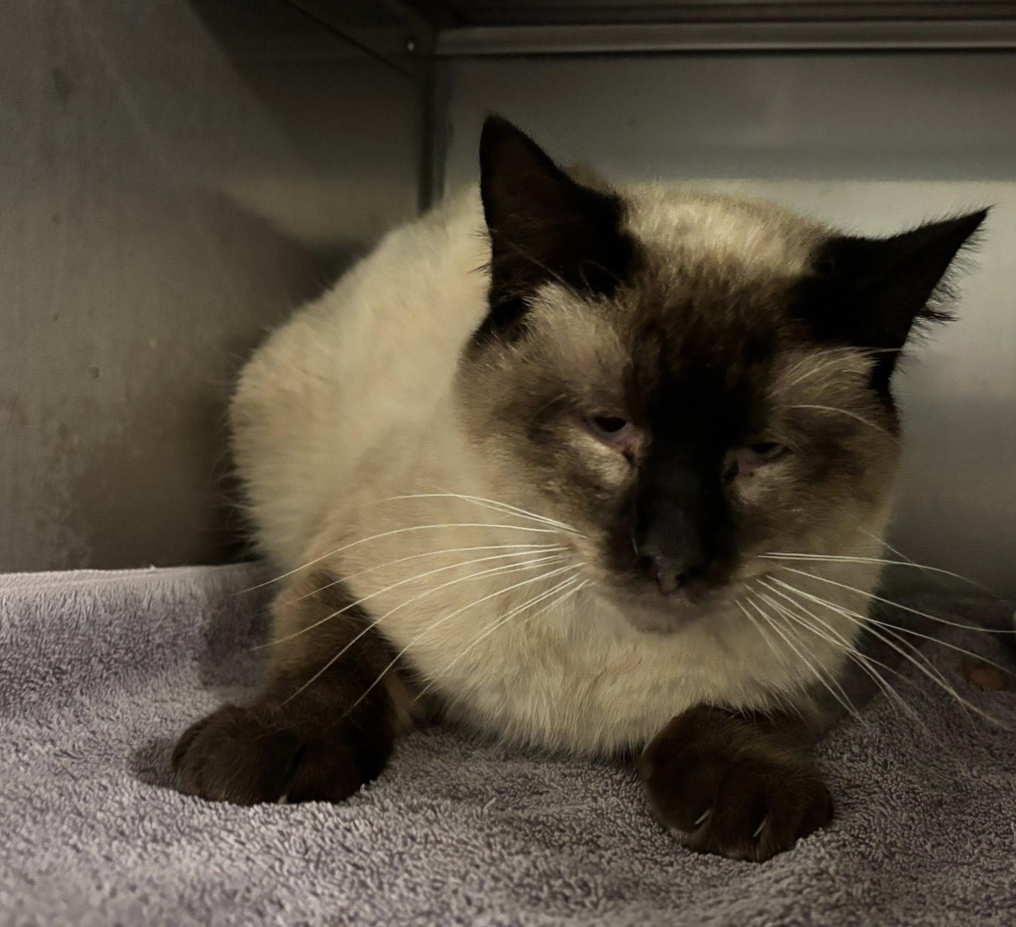 Rusty , a ADOPTABLE Siamese in Montrose, CO image 5/5