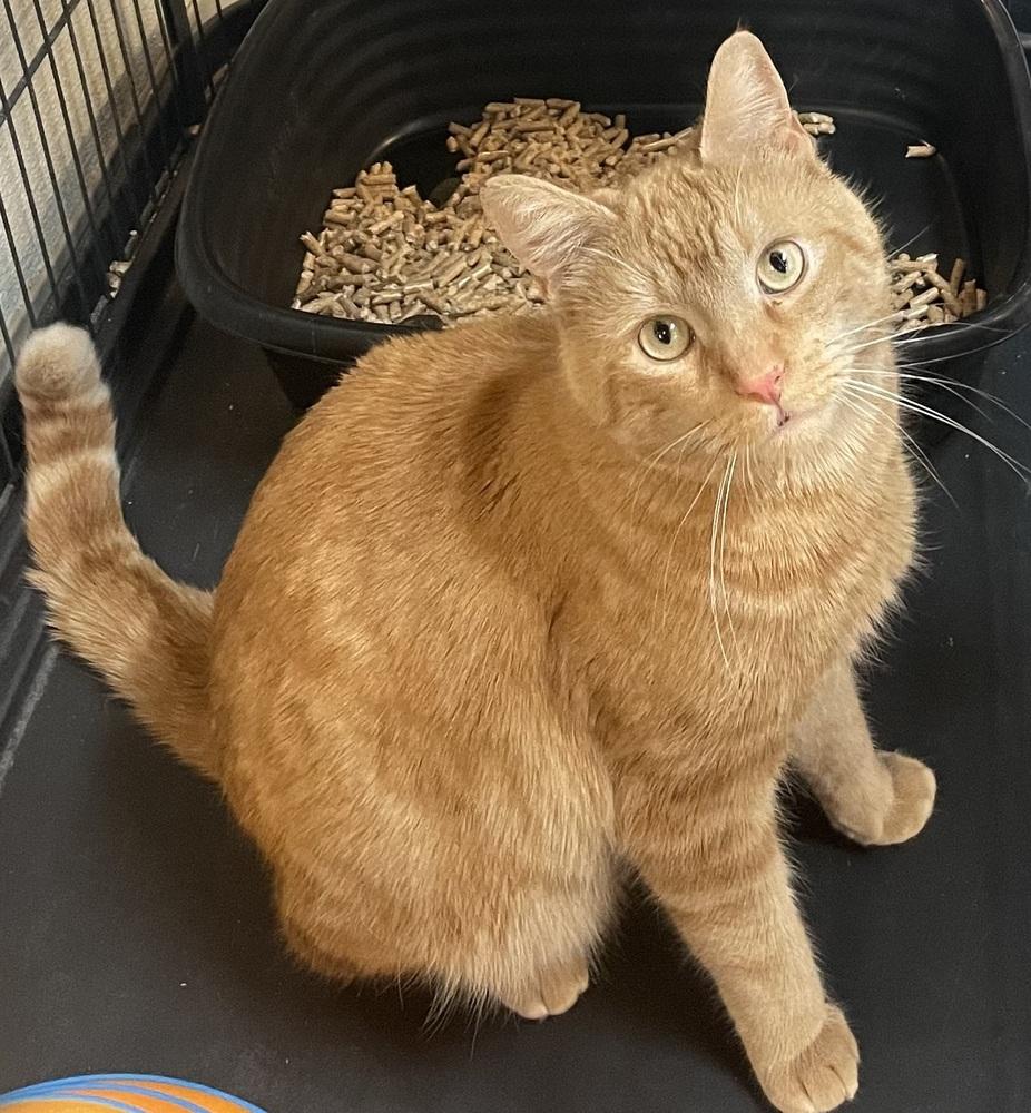 Enlarge ELVIS, a Adoptable mixed breed in Southbury, CT image 1/6