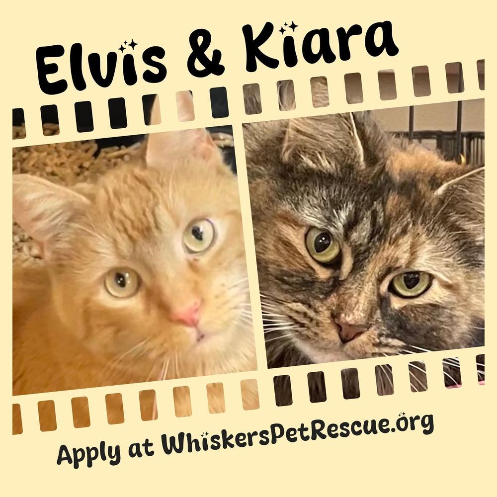 Enlarge ELVIS, a Adoptable mixed breed in Southbury, CT image 2/6