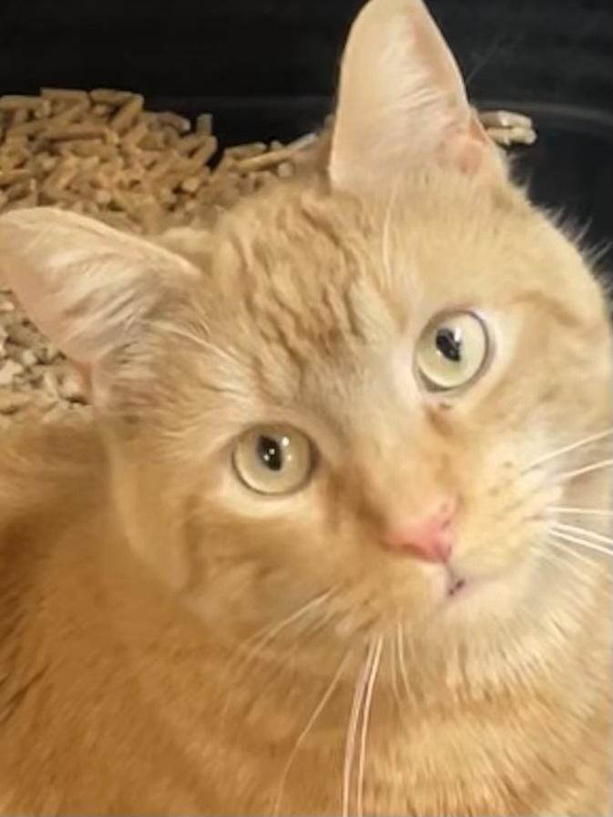 Enlarge ELVIS, a Adoptable mixed breed in Southbury, CT image 4/6