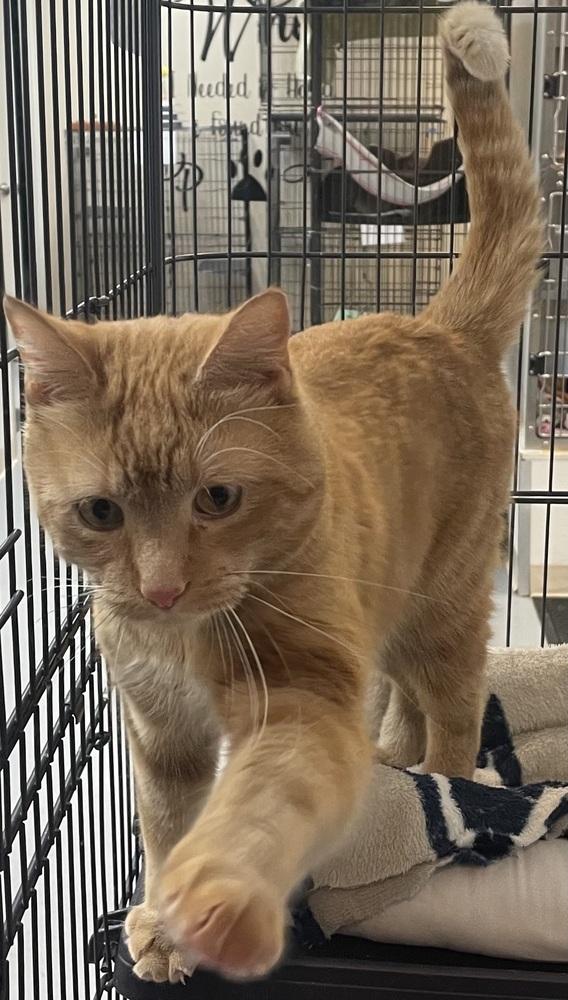 Enlarge ELVIS, a Adoptable mixed breed in Southbury, CT image 5/6