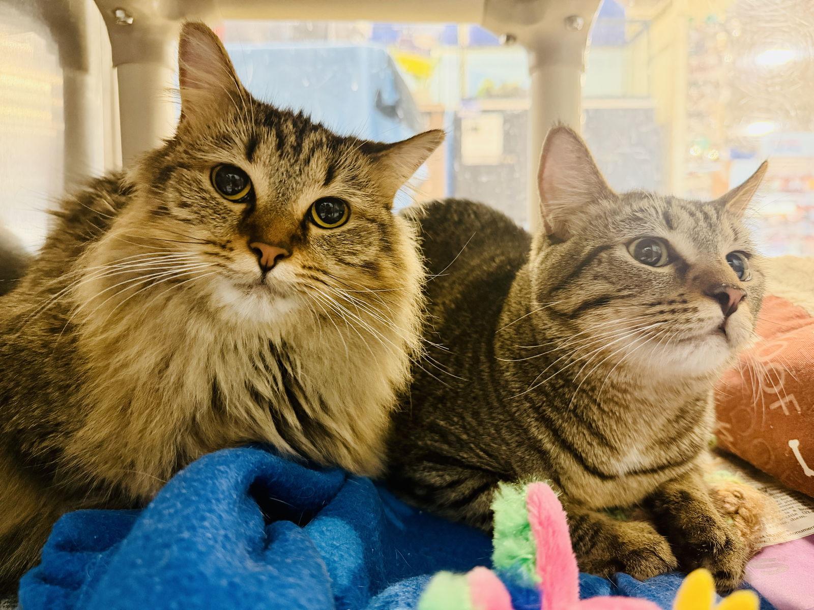 Luke & Layla - BONDED