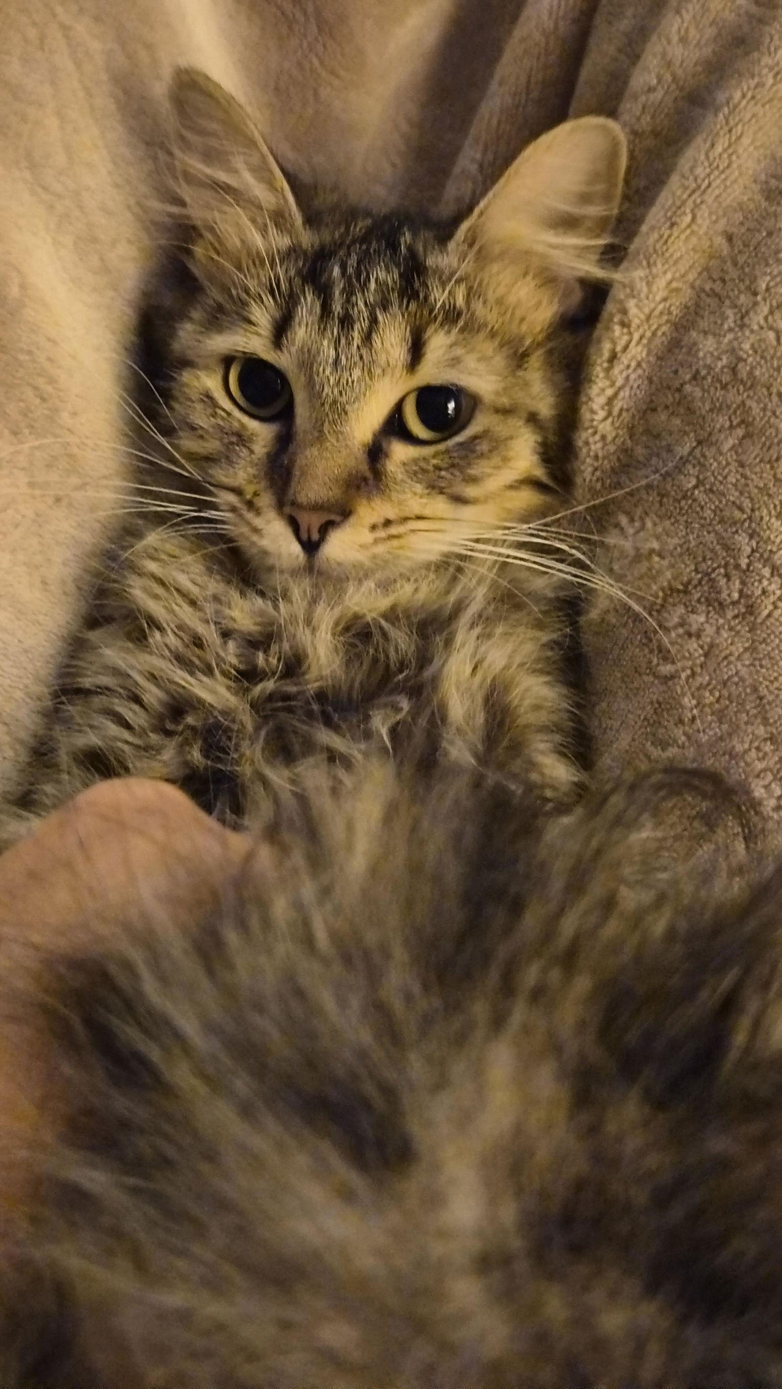 Luke & Layla - BONDED — thumbnail 2