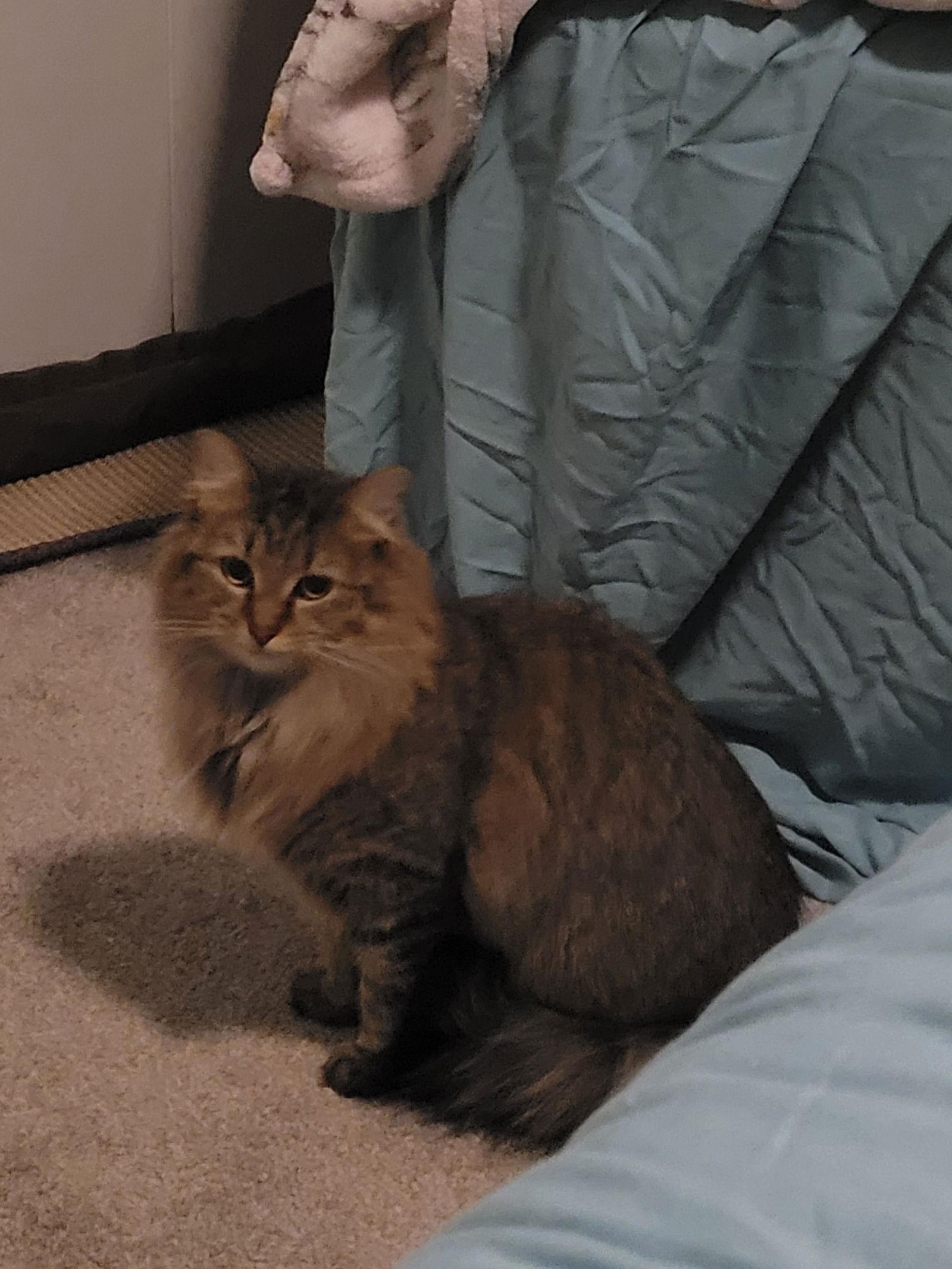 Luke & Layla - BONDED — thumbnail 3