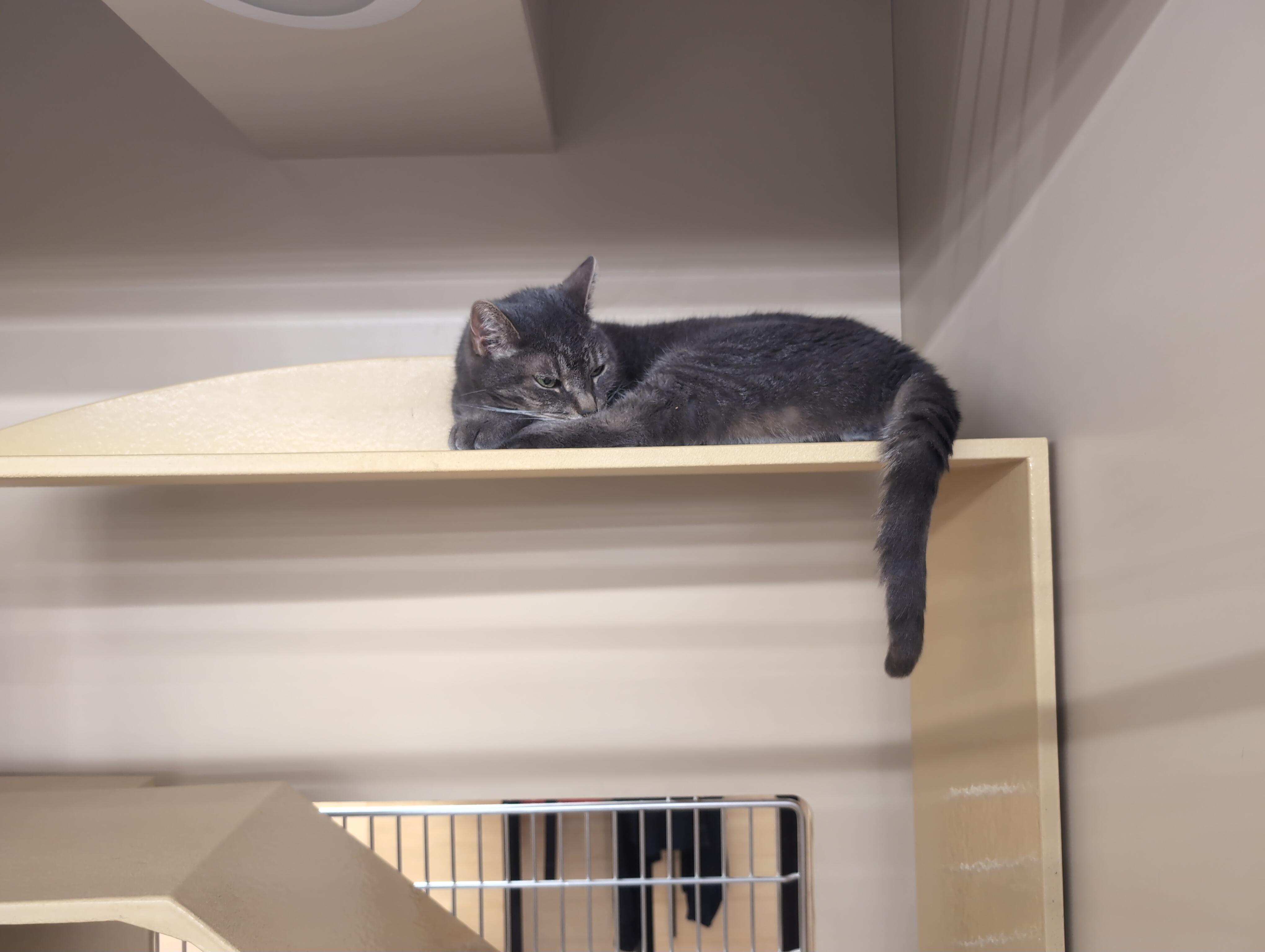 Mittens & Skippy, a ADOPTABLE Domestic Short Hair in Cambridge, MA image 4/5