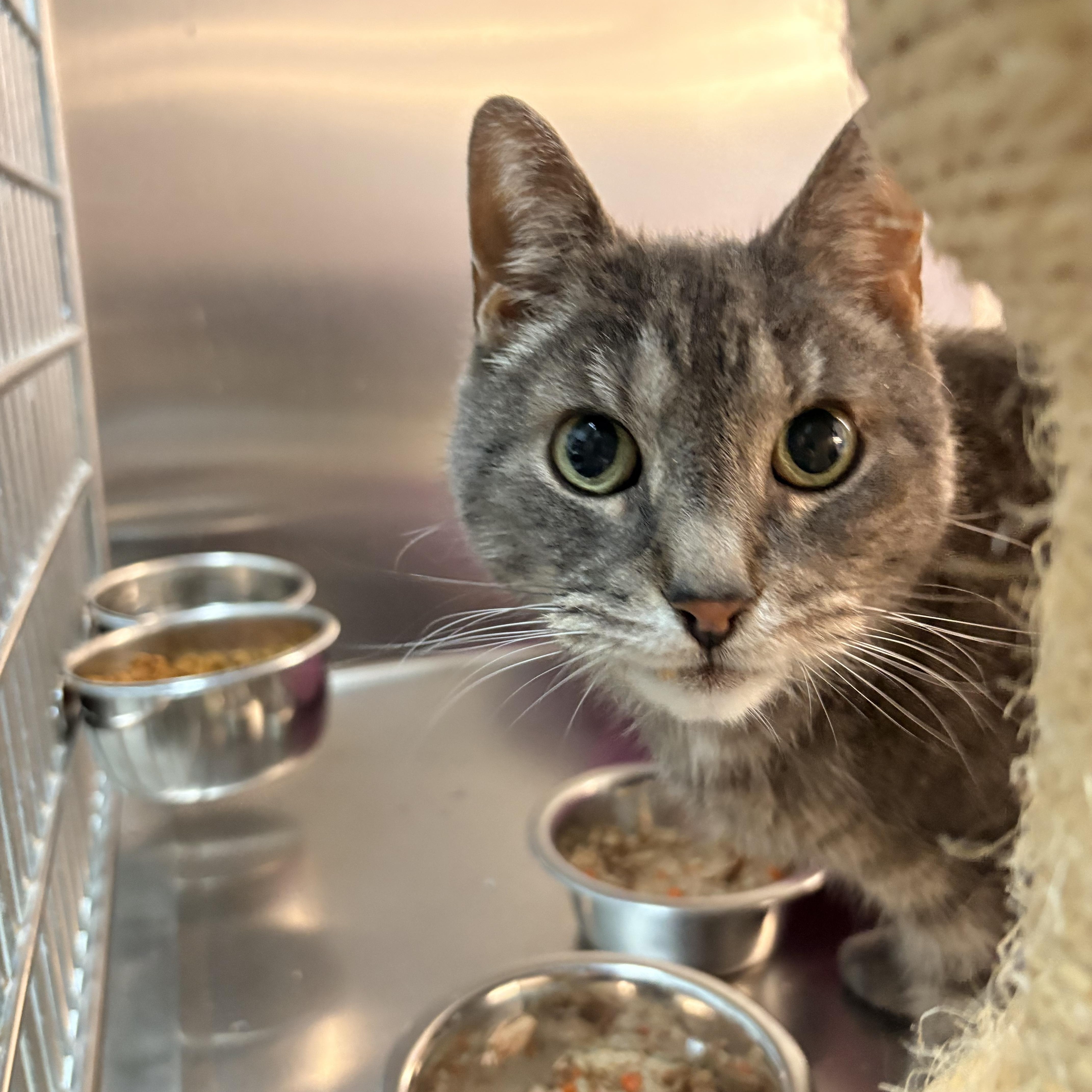 Mittens & Skippy, a ADOPTABLE Domestic Short Hair in Cambridge, MA image 2/5