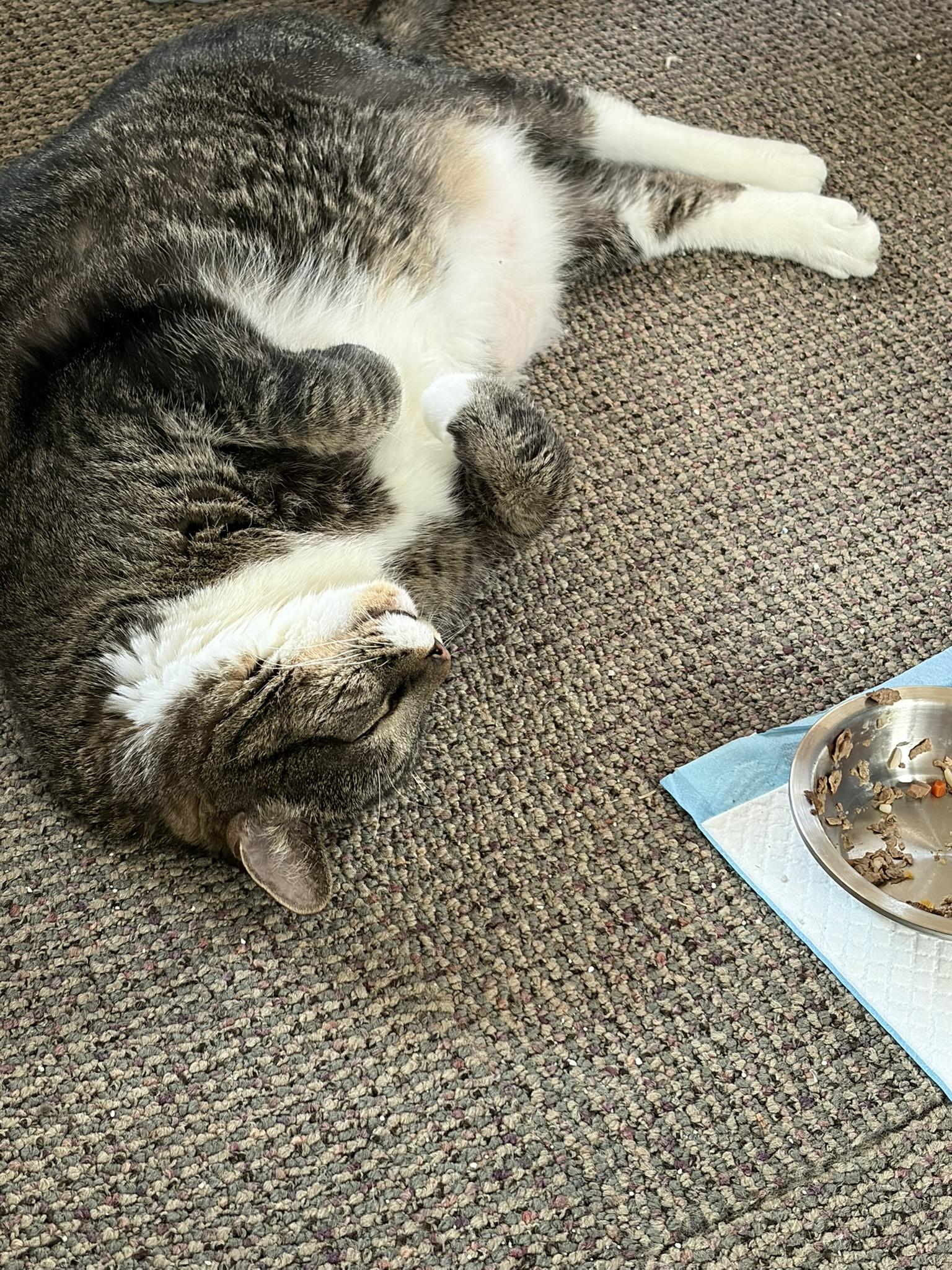 Enlarge Mittens & Skippy, a ADOPTABLE Domestic Short Hair in Cambridge, MA image 6/6