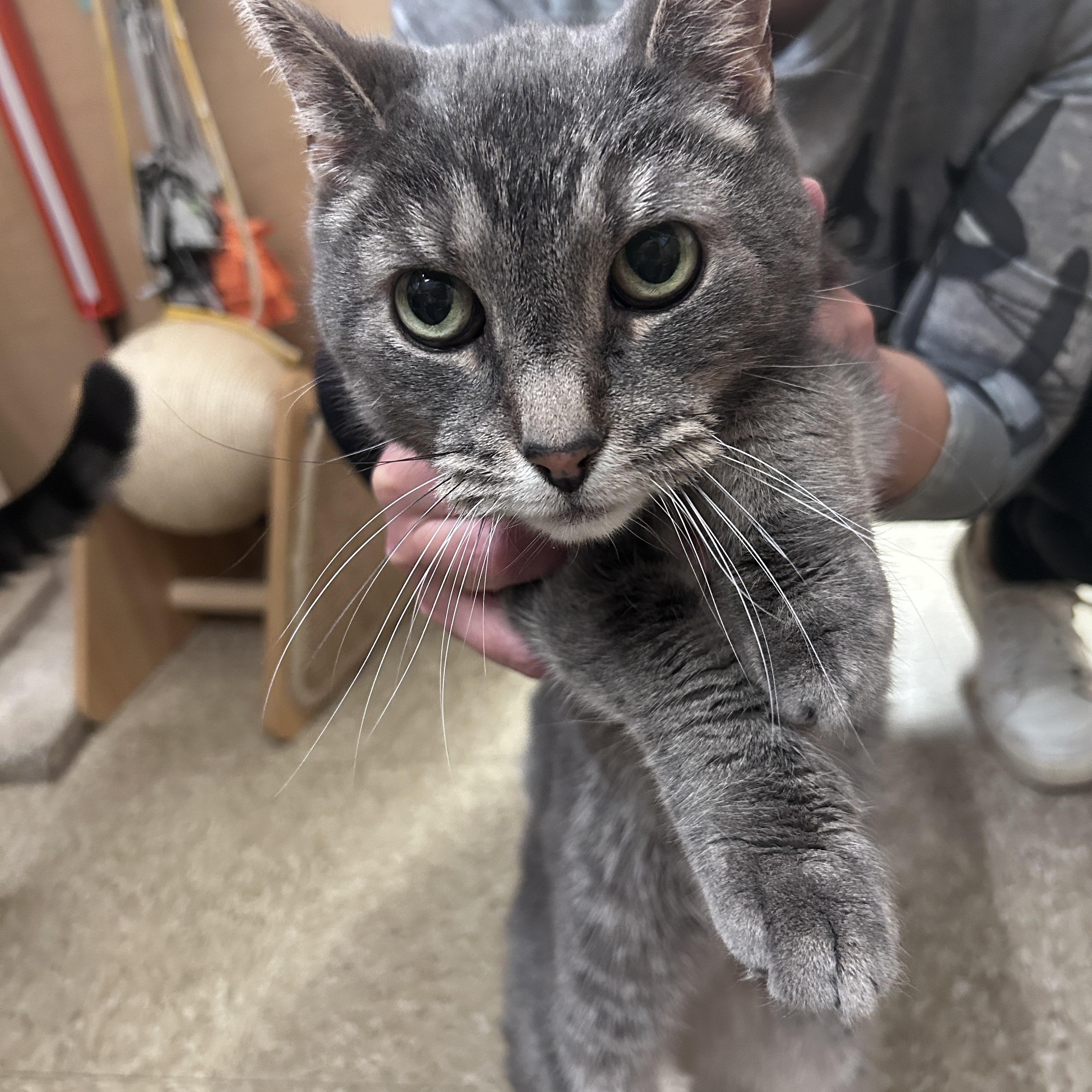 Mittens & Skippy, a ADOPTABLE Domestic Short Hair in Cambridge, MA image 5/5