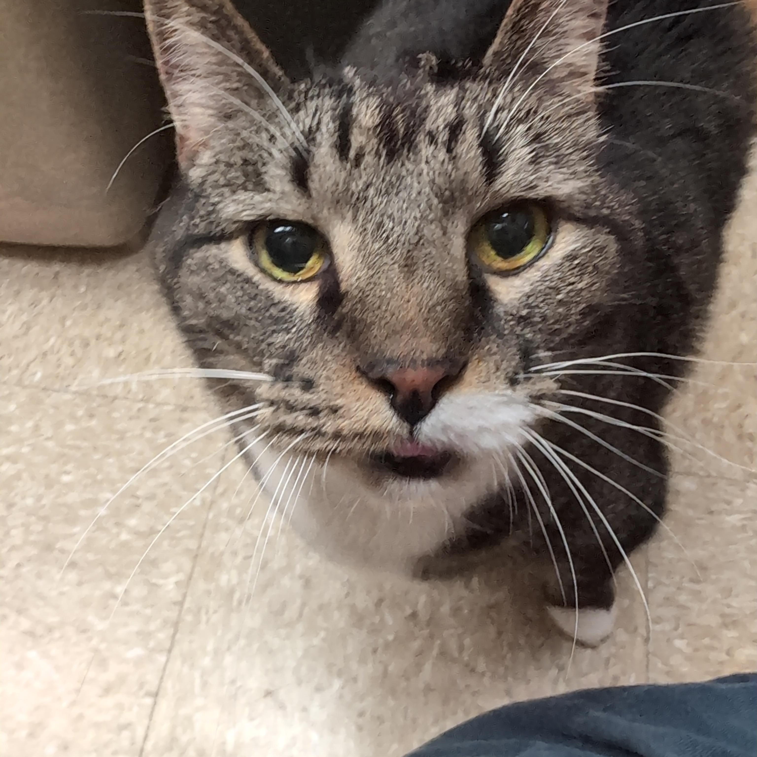 Mittens & Skippy, a ADOPTABLE Domestic Short Hair in Cambridge, MA image 1/5