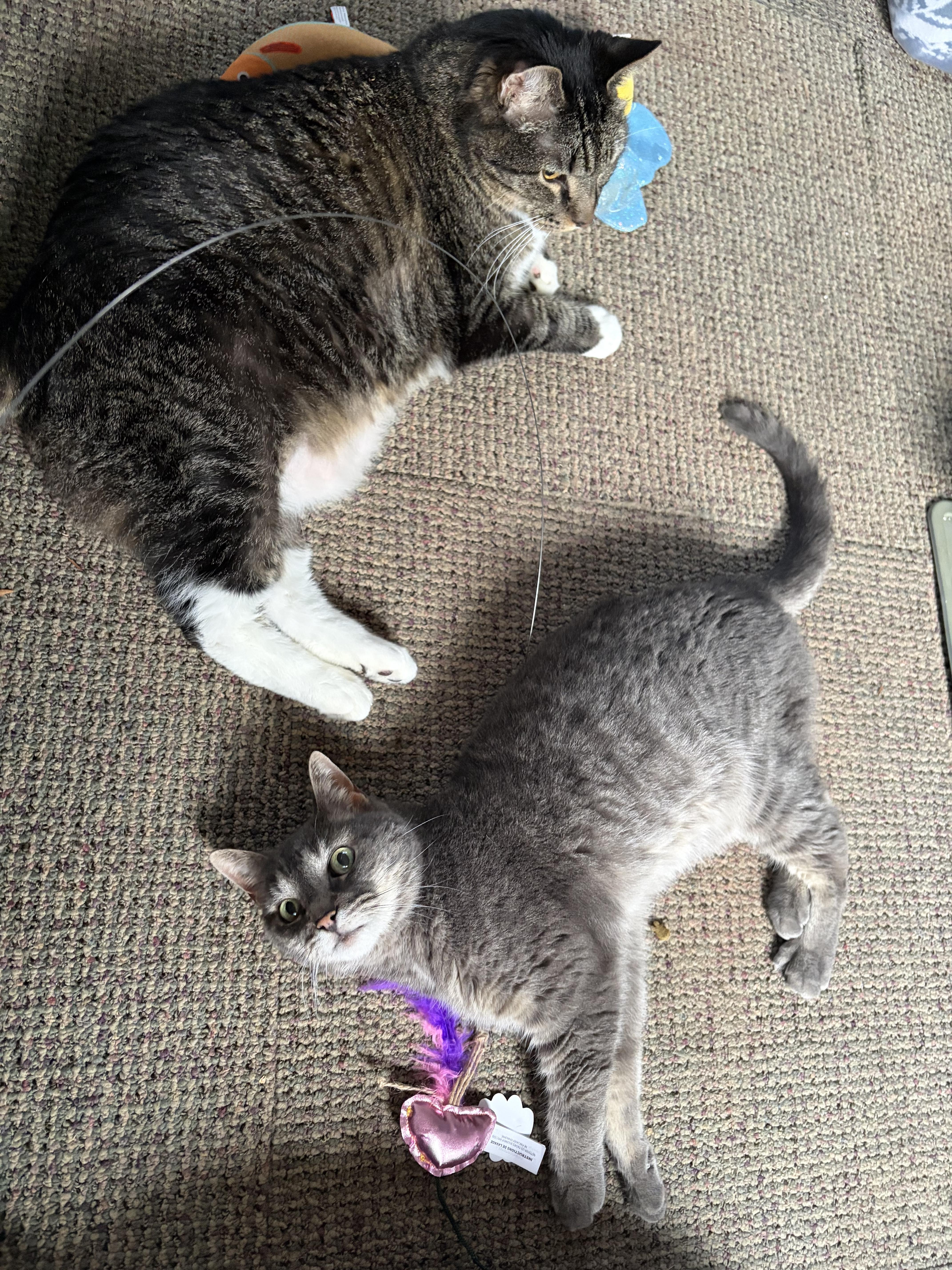 Enlarge Mittens & Skippy, a ADOPTABLE Domestic Short Hair in Cambridge, MA image 3/6