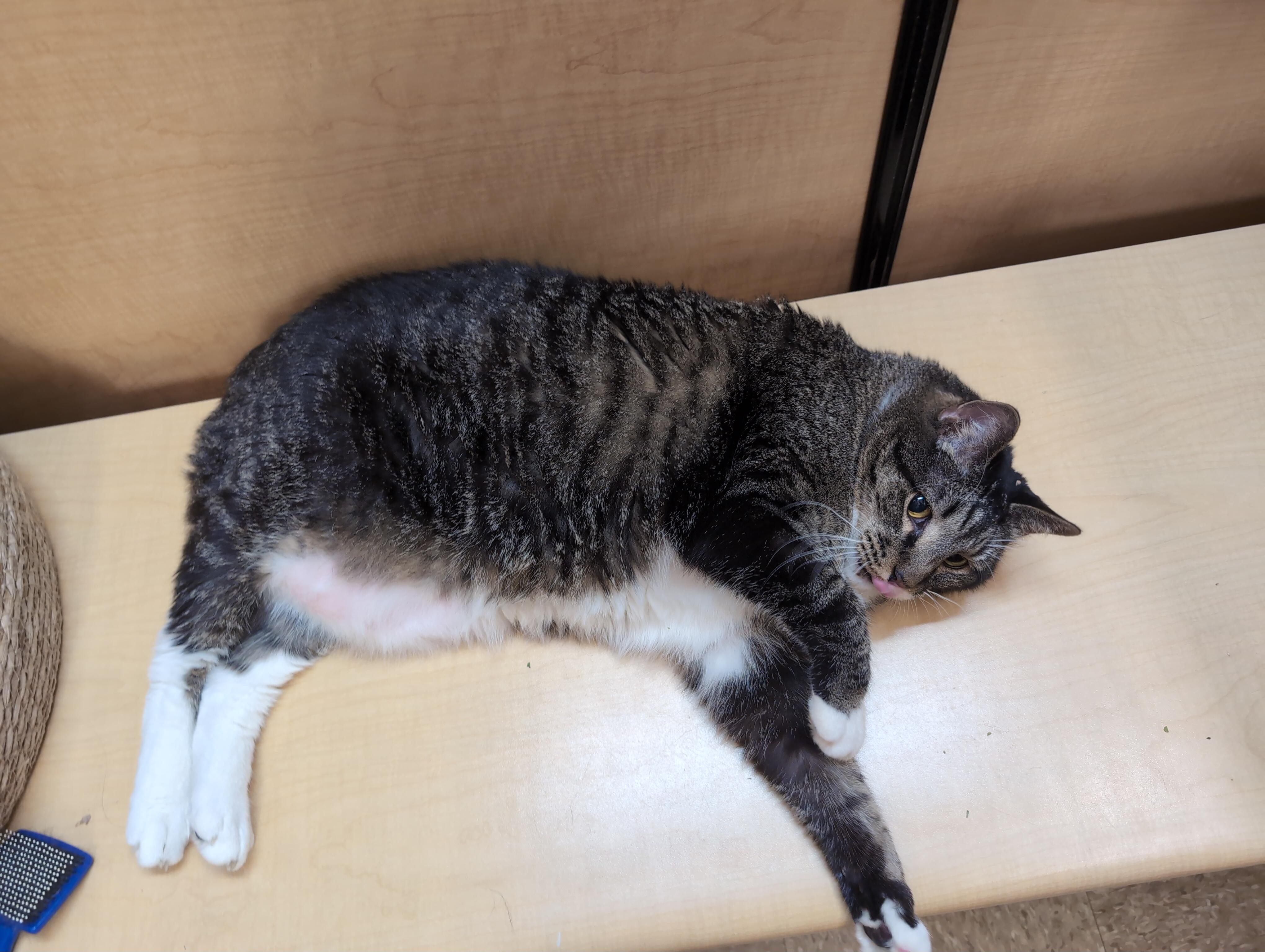 Mittens & Skippy, a ADOPTABLE Domestic Short Hair in Cambridge, MA image 3/5