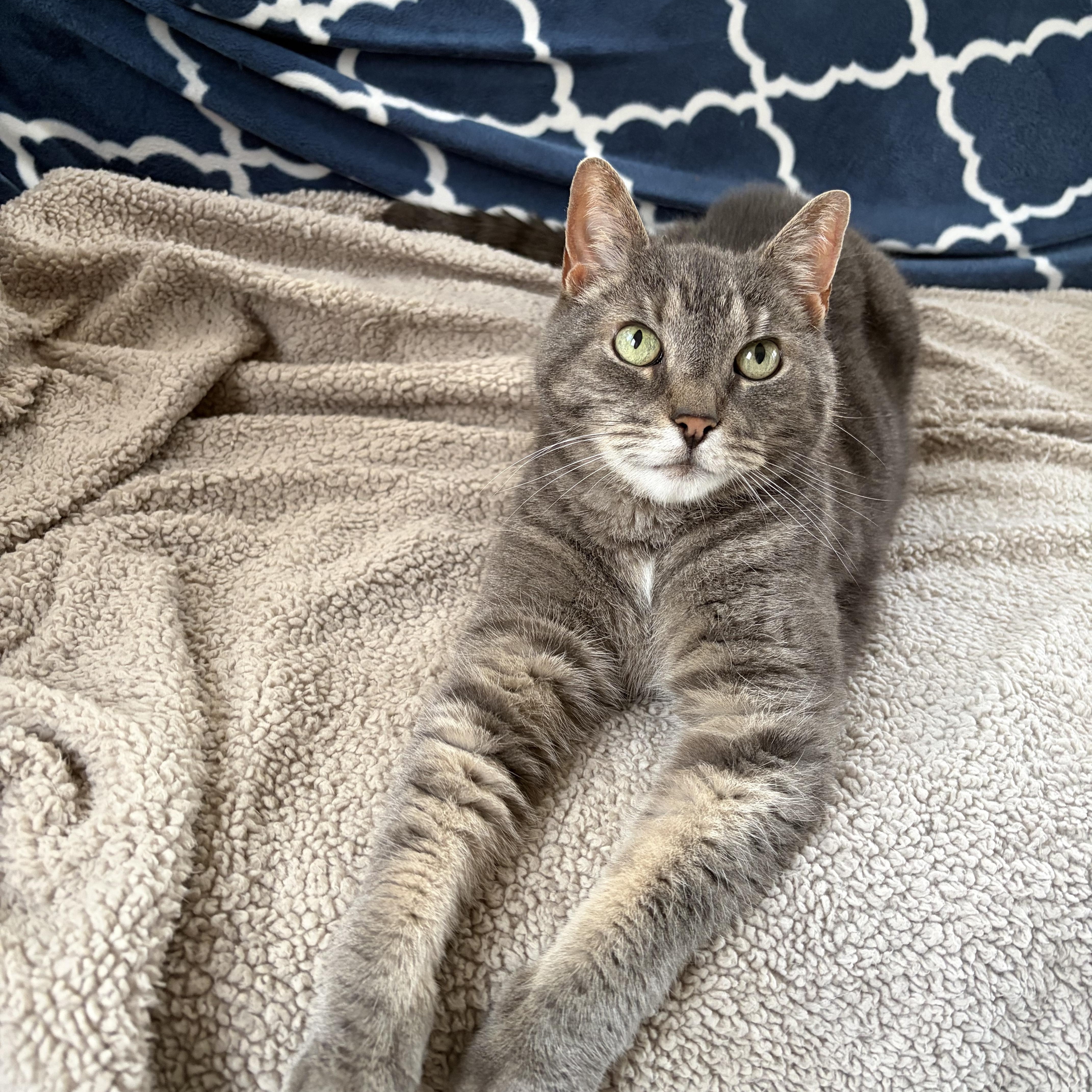 Enlarge Mittens & Skippy, a ADOPTABLE Domestic Short Hair in Cambridge, MA image 2/6