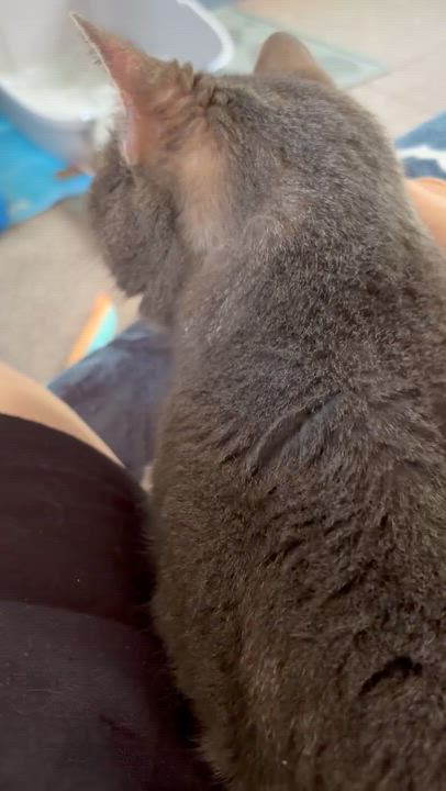 Enlarge Mittens & Skippy, a ADOPTABLE Domestic Short Hair in Cambridge, MA video 5/6