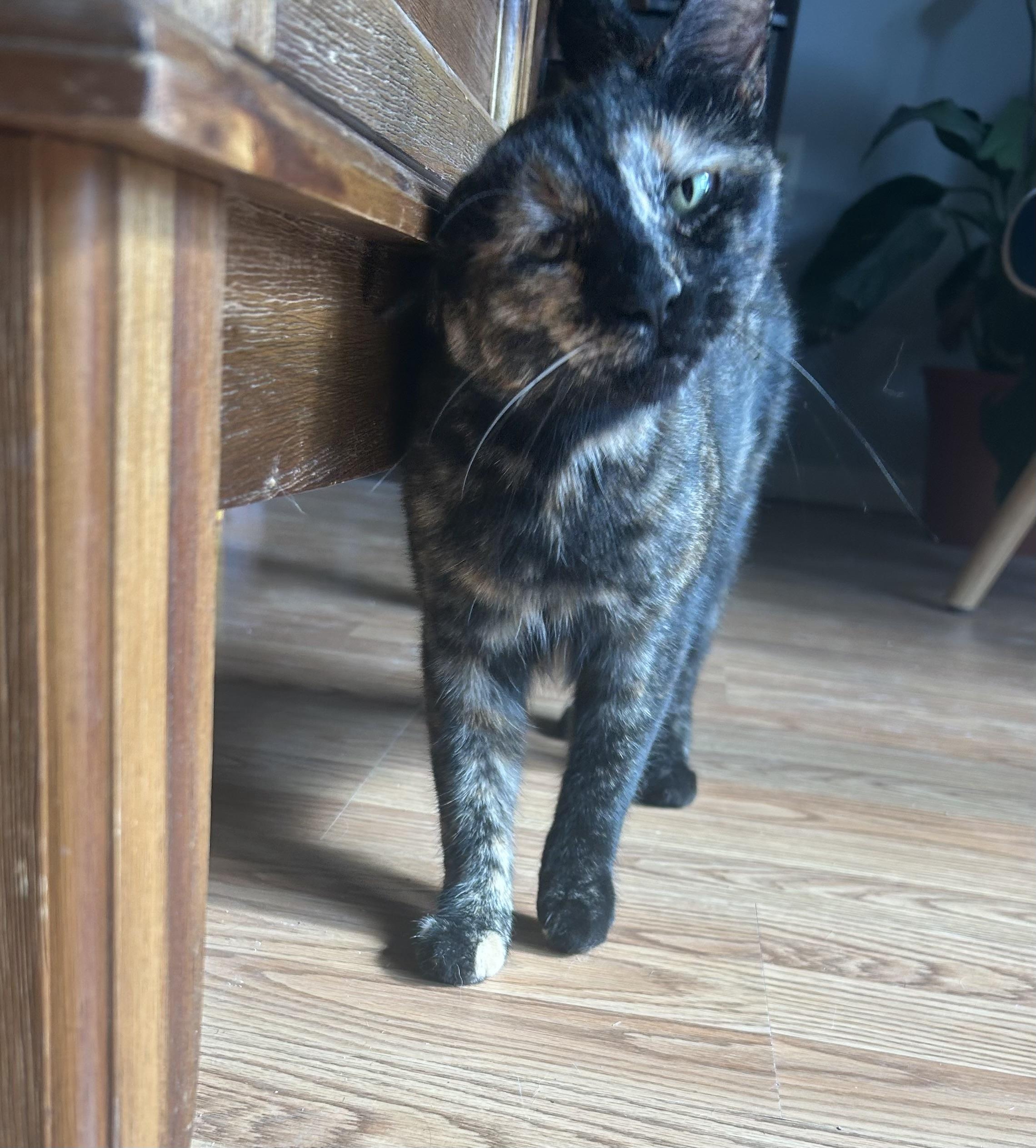 Misty, Adoptable, Young Female Domestic Short Hair.