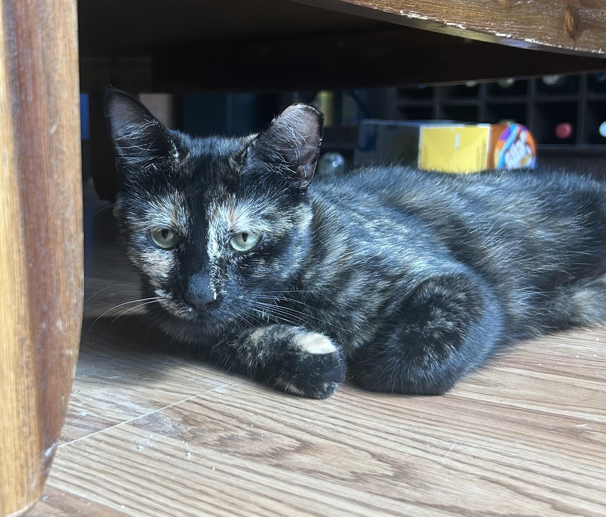 Misty, an adoptable Domestic Short Hair in san antonio, TX, 78240 | Photo Image 2
