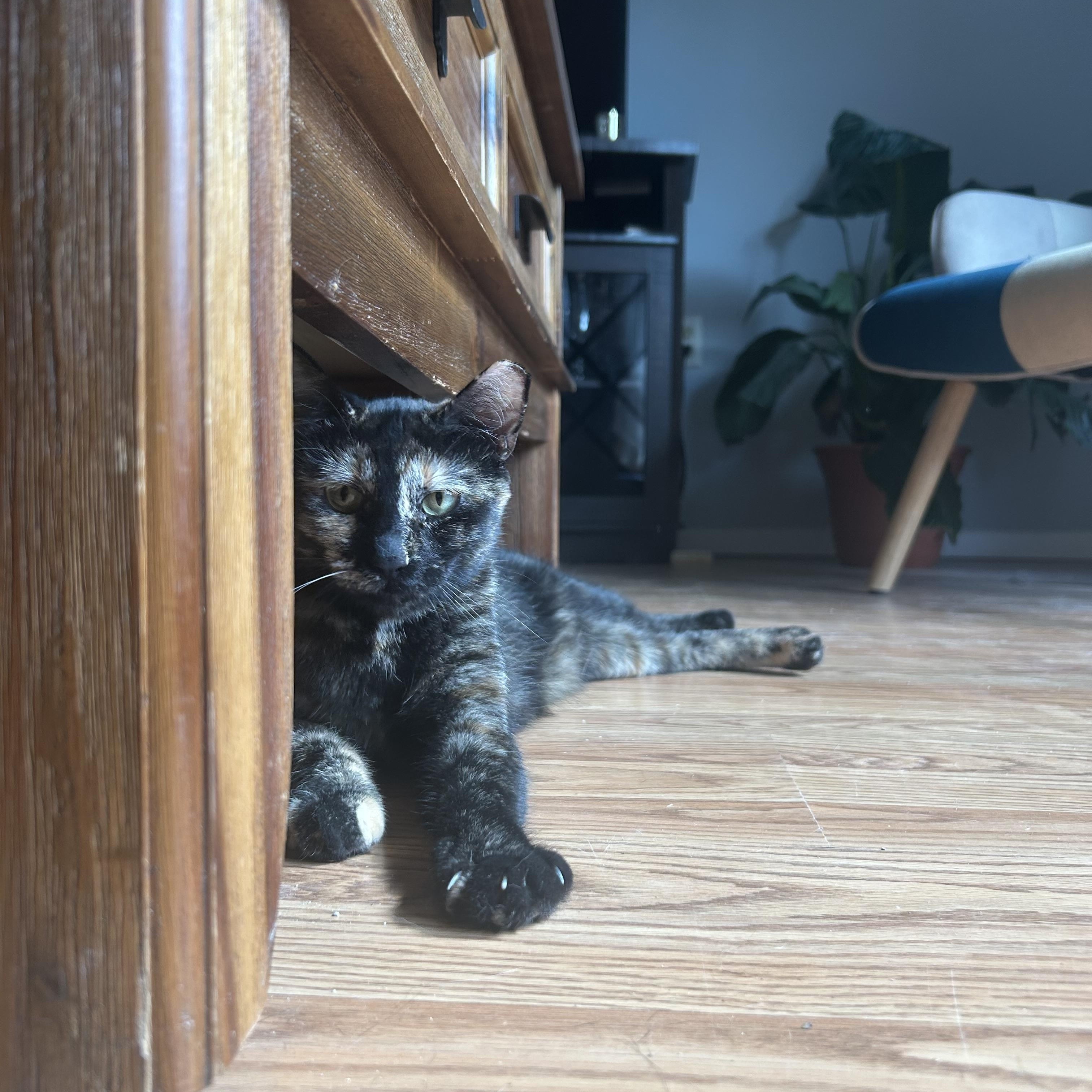 Misty, an adoptable Domestic Short Hair in san antonio, TX, 78240 | Photo Image 3