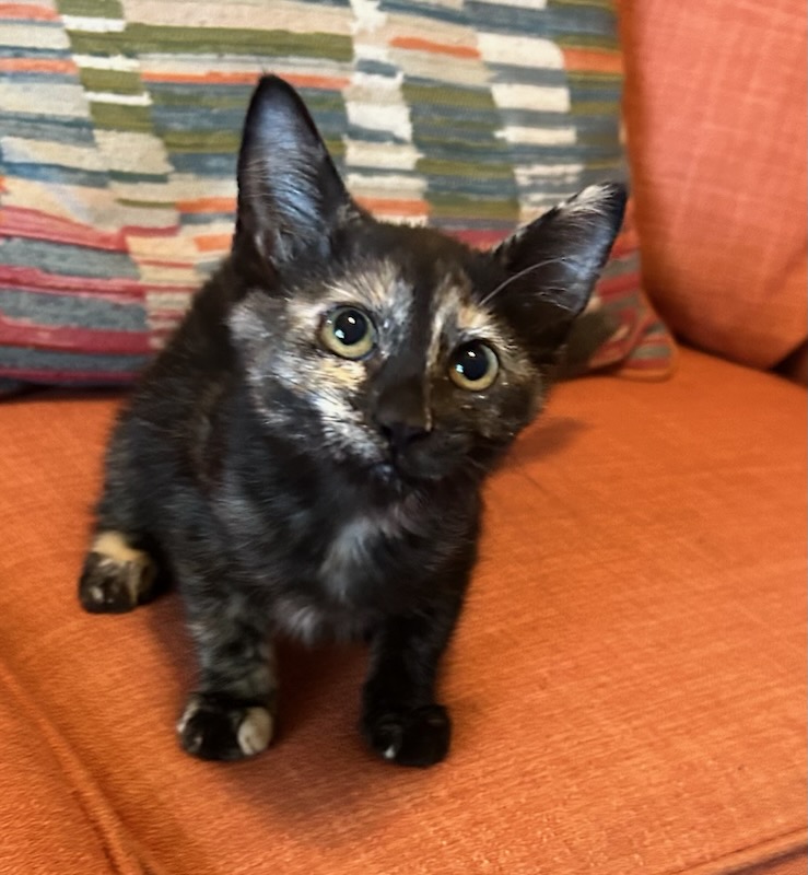 Enlarge Misty, a Adoptable mixed breed in san antonio, TX image 5/5