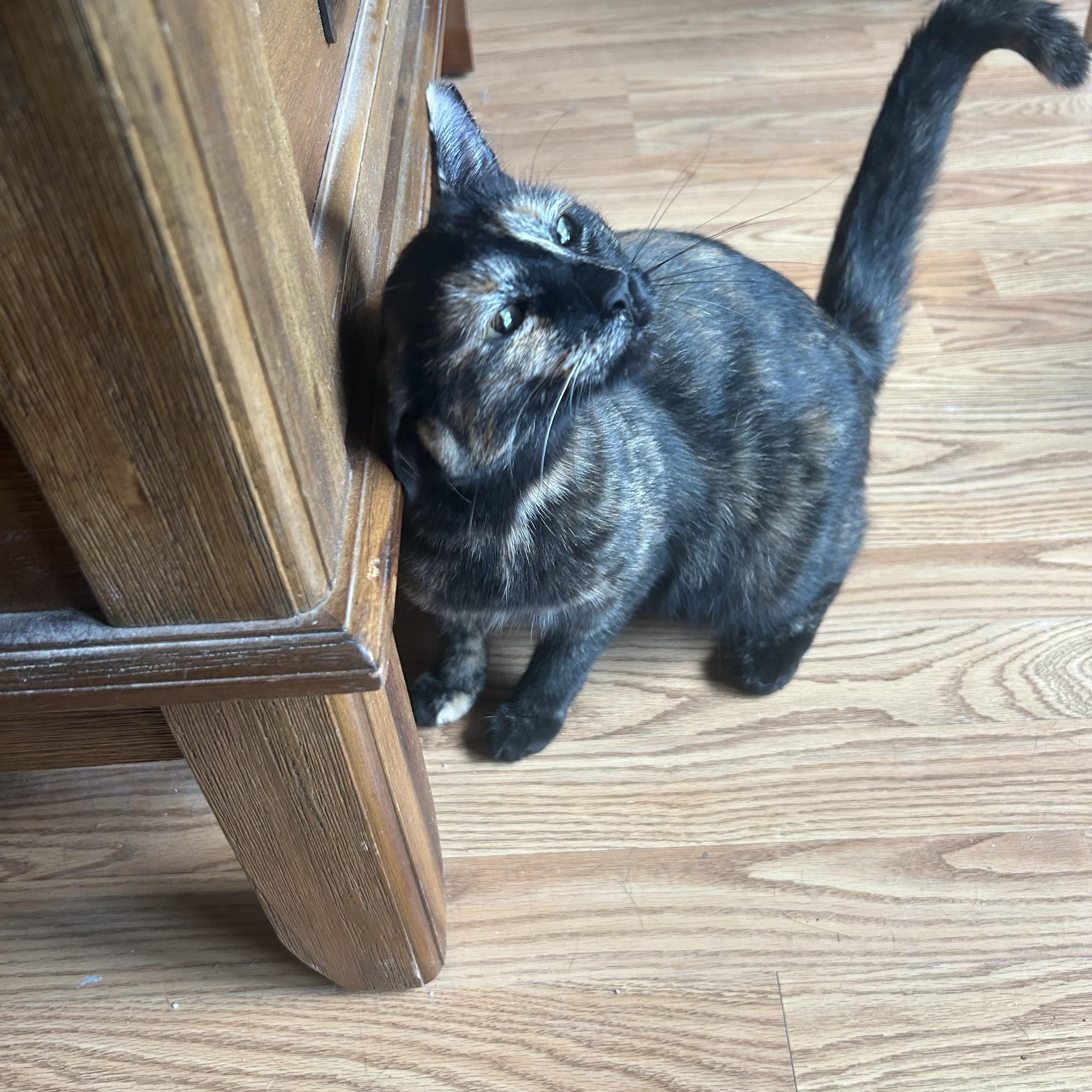 Enlarge Misty, a Adoptable mixed breed in san antonio, TX image 4/5