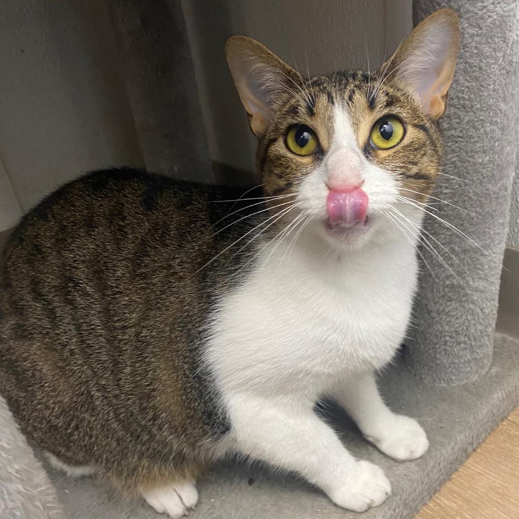 Enlarge Cherry, a Adoptable mixed breed in Corpus Christi, TX image 1/2