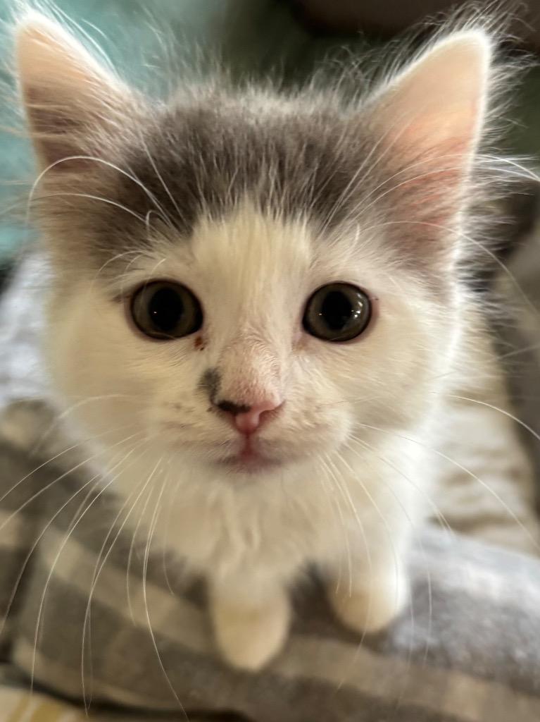 Brioche, Adoptable, Kitten Female Domestic Medium Hair.