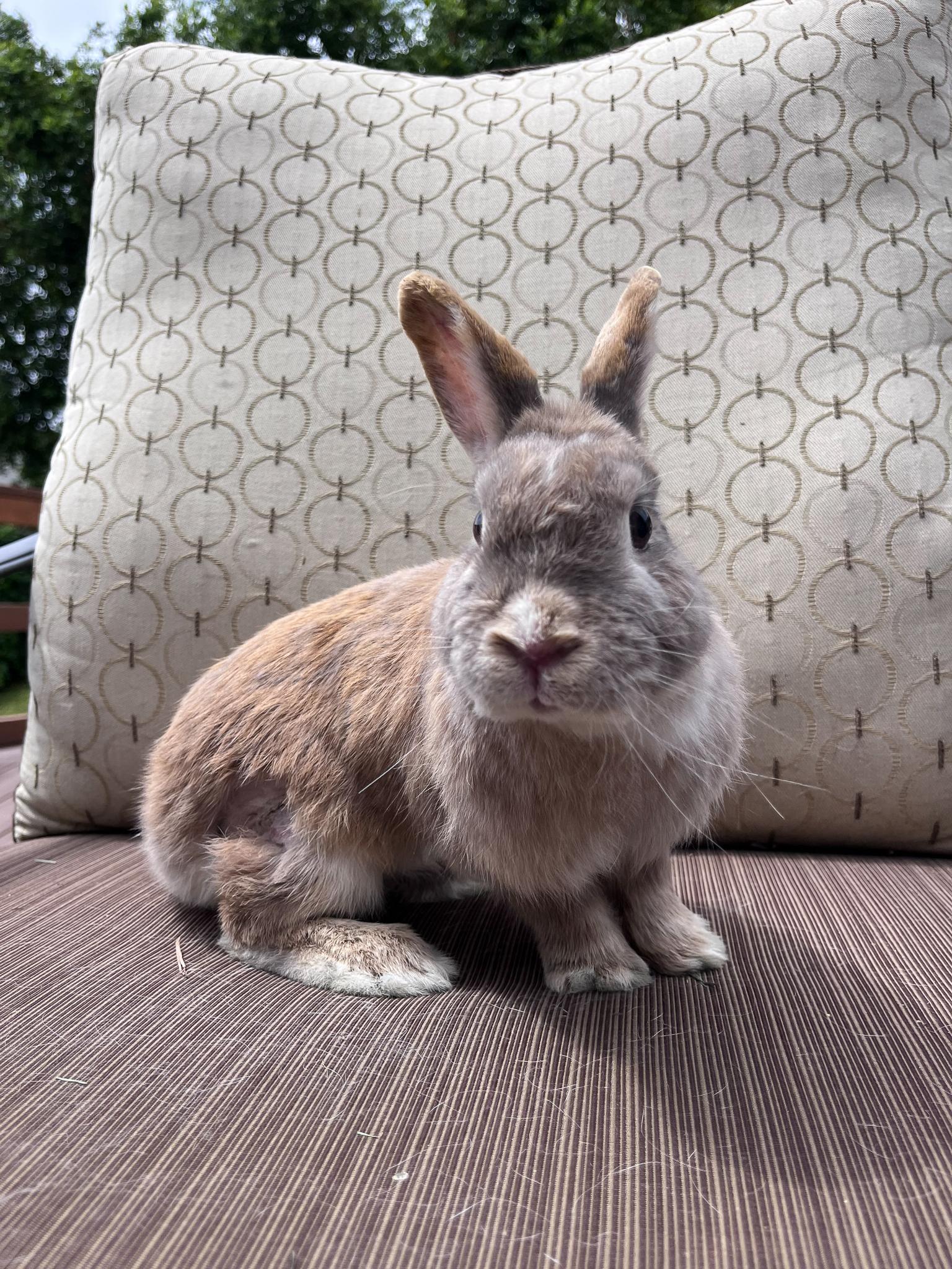 Sol, Adopted, Young Female Netherland Dwarf.