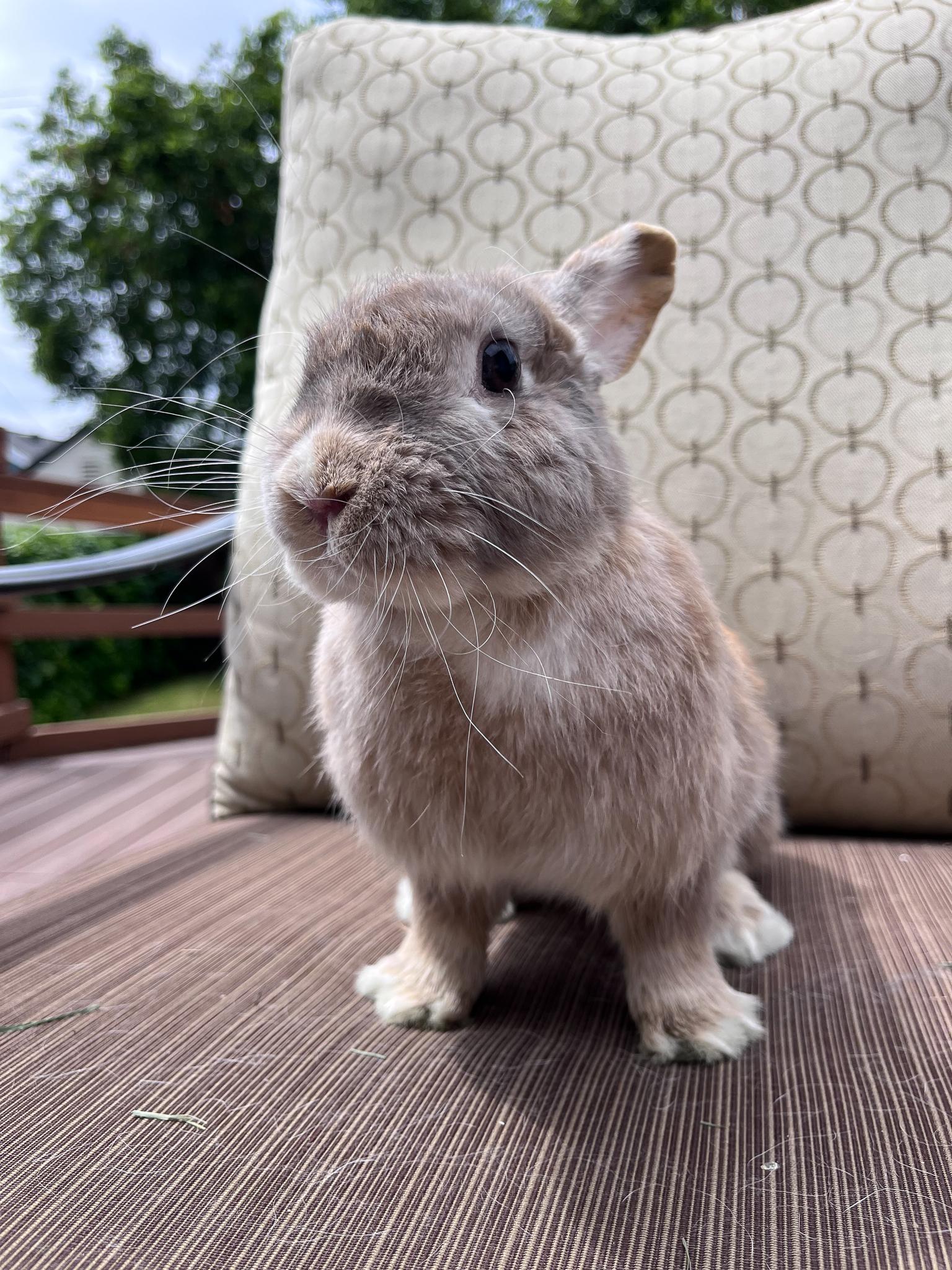 Enlarge Sol, a Adopted Netherland Dwarf in Los Angeles, CA image 2/6