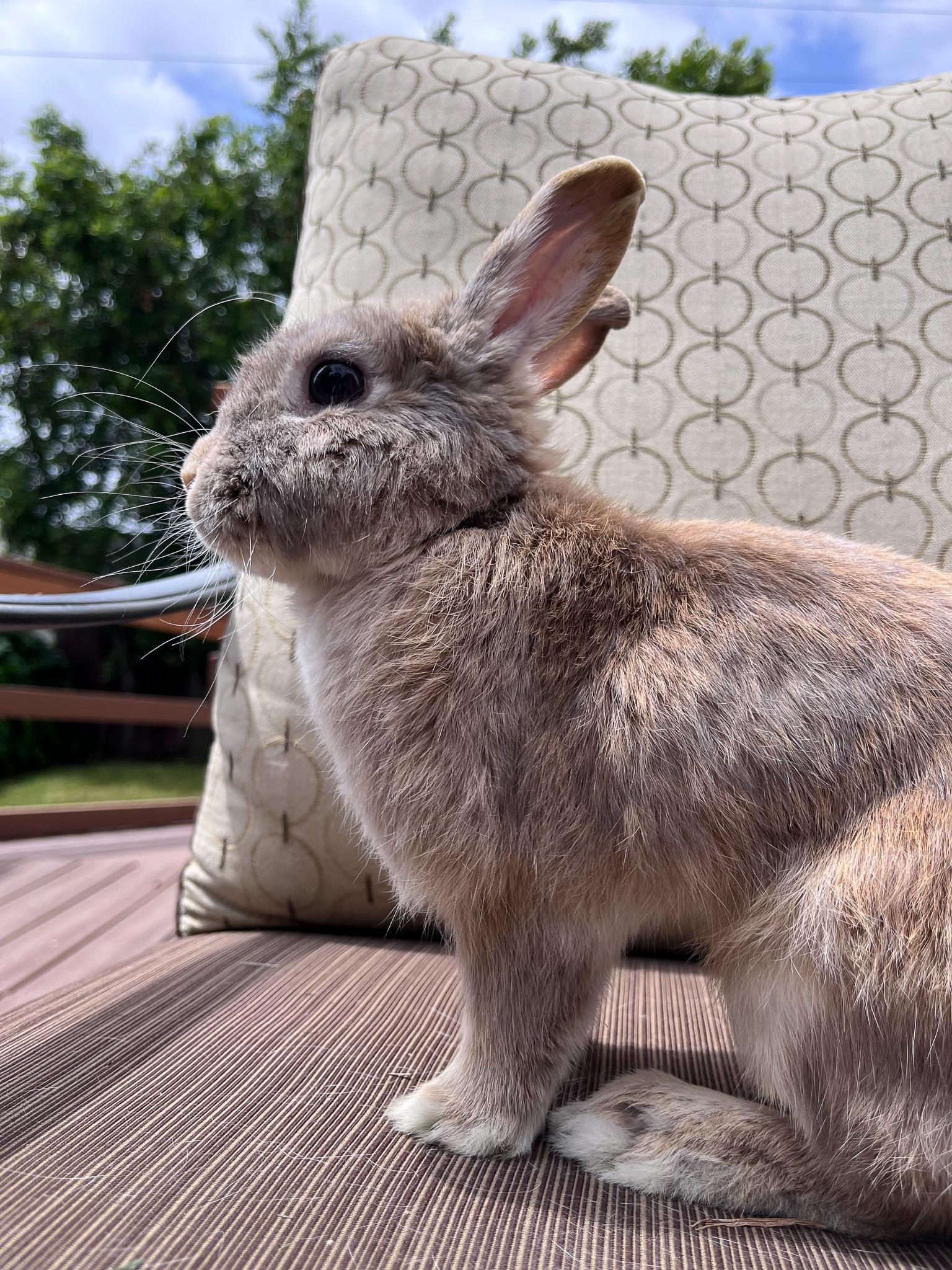 Enlarge Sol, a Adopted Netherland Dwarf in Los Angeles, CA image 3/6
