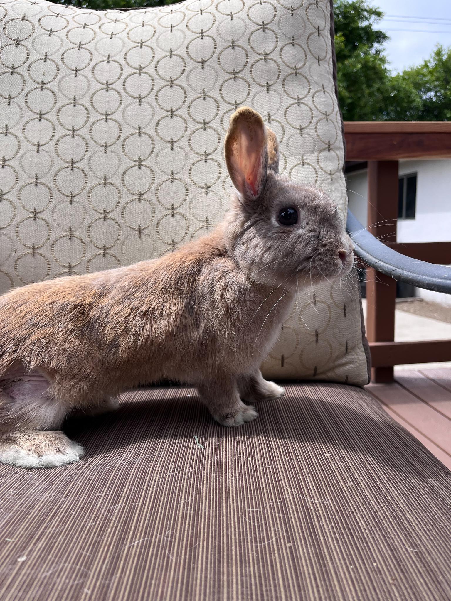 Enlarge Sol, a Adopted Netherland Dwarf in Los Angeles, CA image 4/6